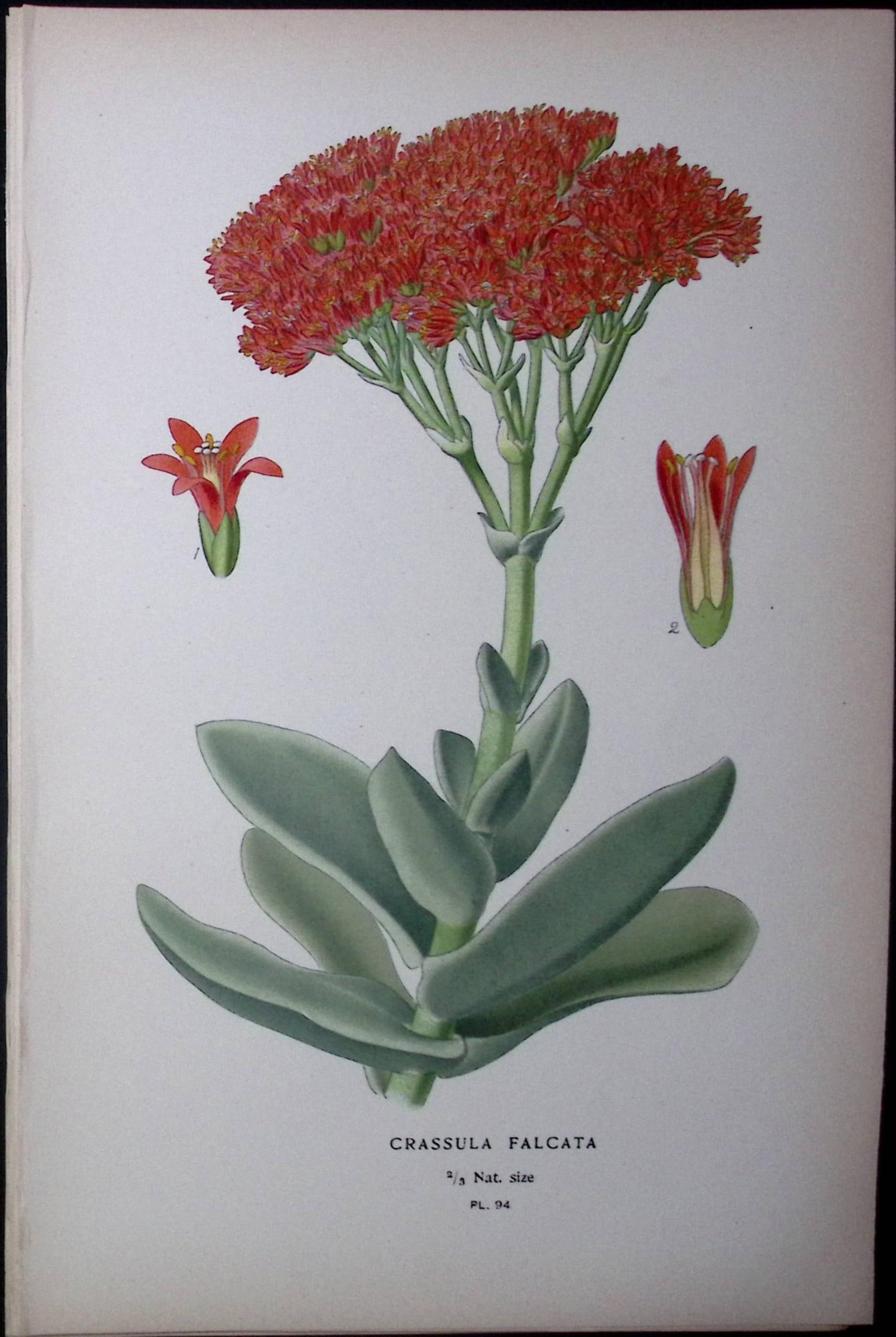 Crassula Falcata Flower Edward Step Rare Antique Botanical Book Plate-94: Title: Crassula Falcata Flower Edward Step Rare Antique Botanical Book Plate-94 Description: This Rare Beautiful Chromolithograph Was Removed from a Circa 1897 Antique Edition of. The Favourite