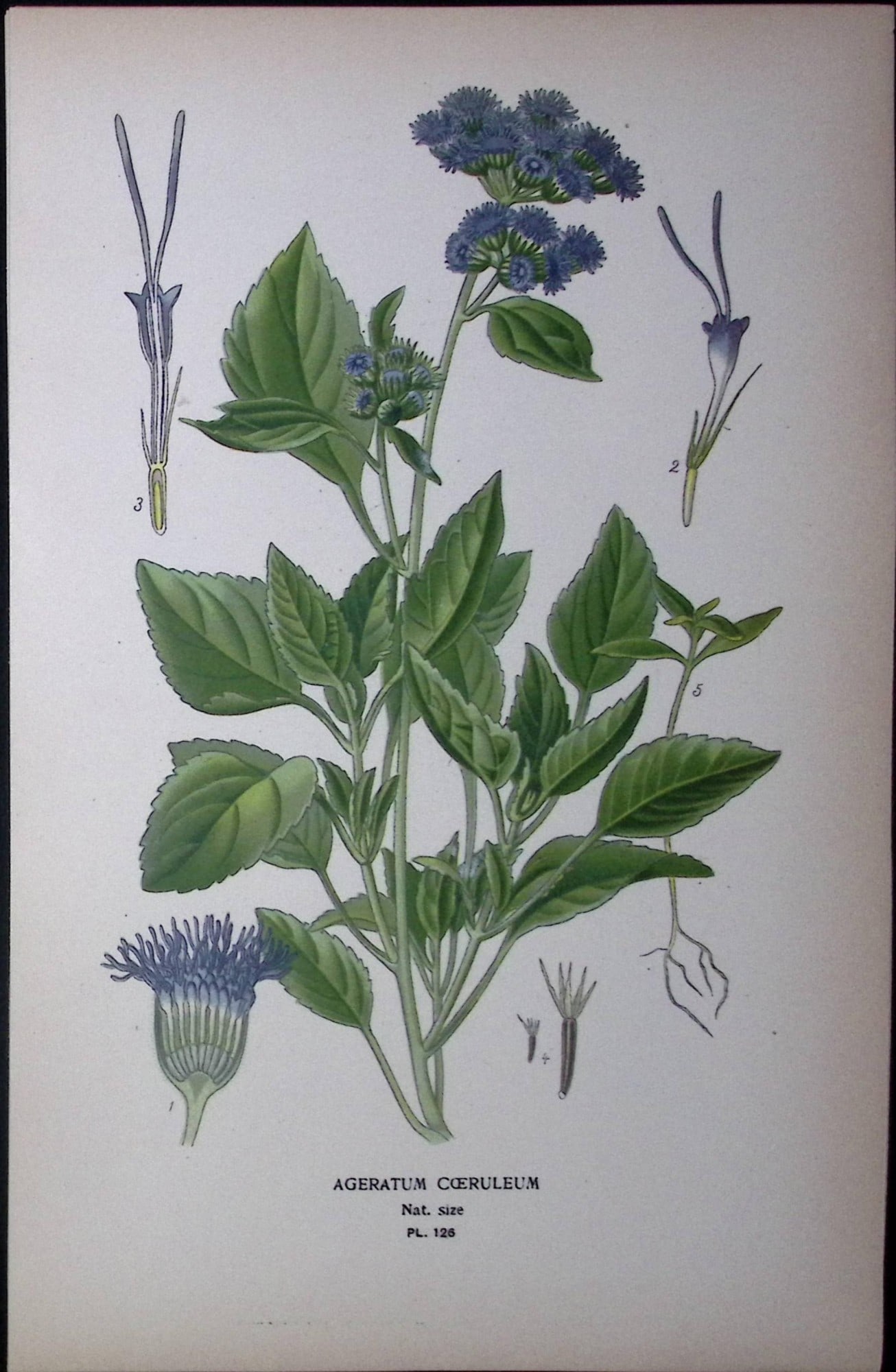 Floss Flower Edward Step Rare Antique Botanical Book Plate-126: Title: Floss Flower Edward Step Rare Antique Botanical Book Plate-126 Description: This Rare Beautiful Chromolithograph Was Removed from a Circa 1897 Antique Edition of. The Favourite Flowers of