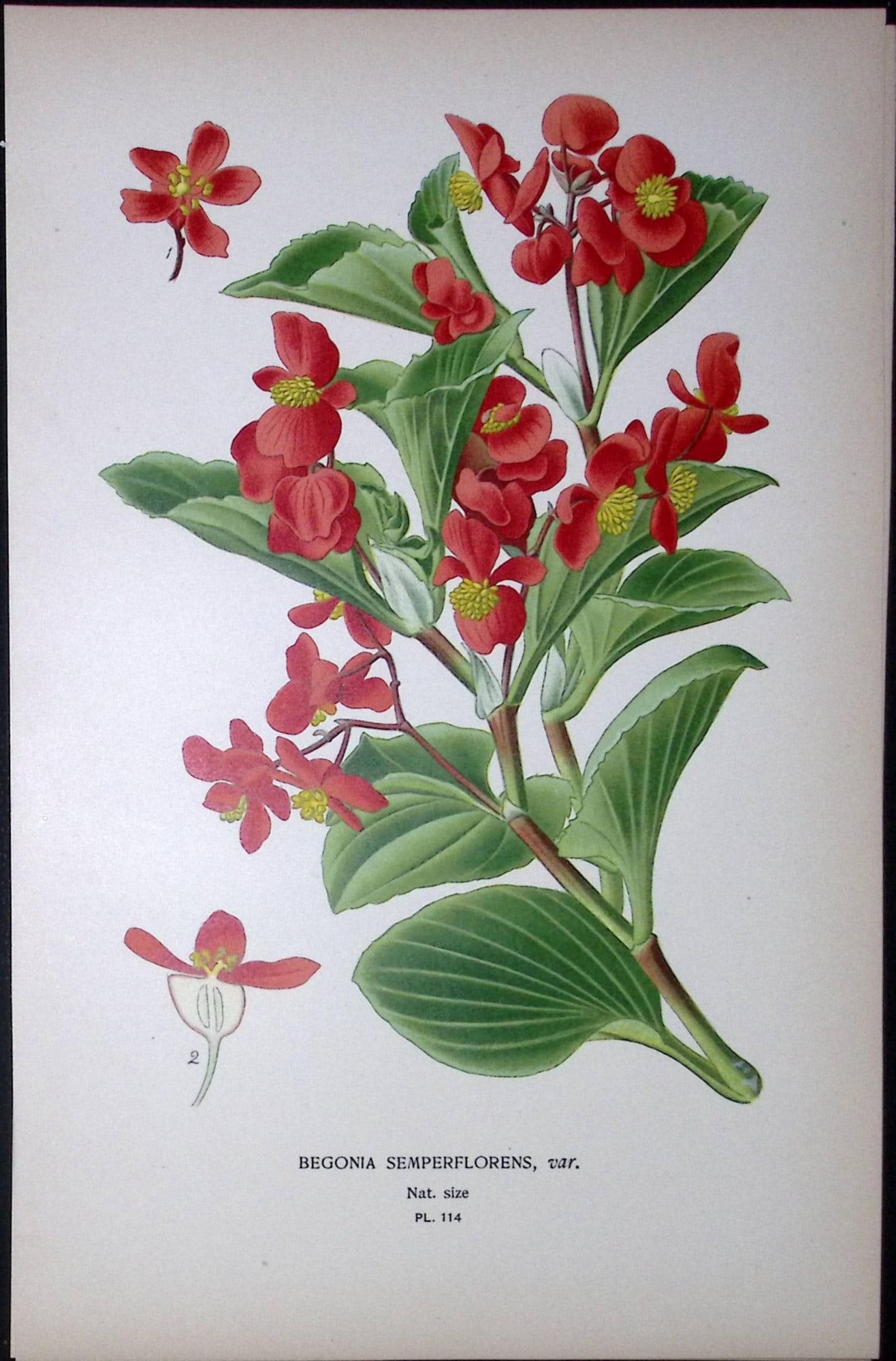 Begonia Semperflorens Edward Step Rare Antique Botanical Book Plate-114 (1 of 2)