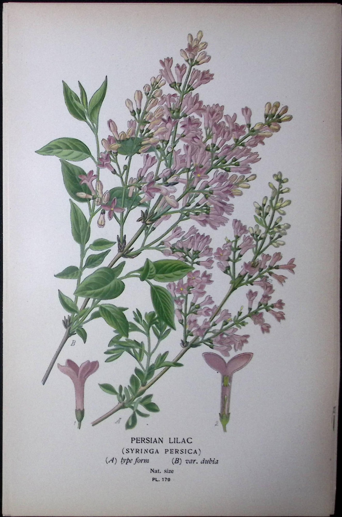 Persian Lilac Flower Edward Step Rare Antique Botanical Book Plate-179: Title: Persian Lilac Flower Edward Step Rare Antique Botanical Book Plate-179 Description: This Rare Beautiful Chromolithograph Was Removed from a Circa 1897 Antique Edition of. The Favourite Flowers
