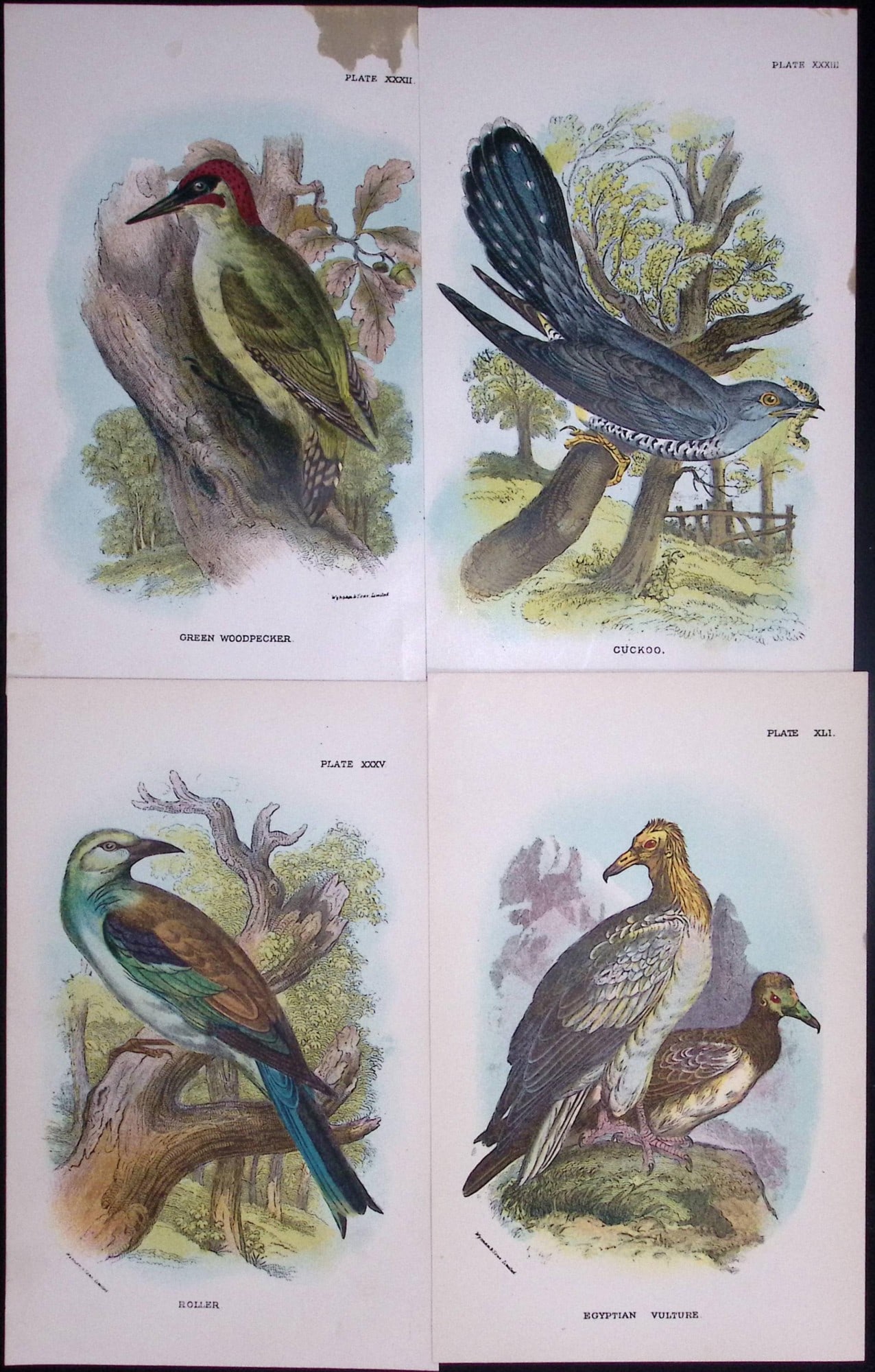 Job-Lot Lloyds Birds Vulture, Roller, Cuckoo, Woodpecker 130 Yrs-Old Antique Engravings-7 (1 of 2)
