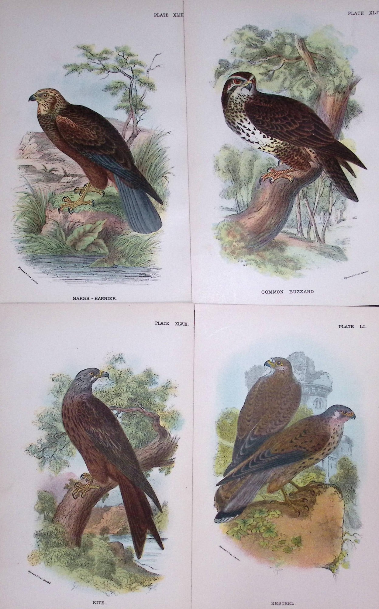 Job-Lot Lloyds Birds Kestrel, Kite, Buzzard, Harrier 130 Yrs-Old Antique Engravings-6: Title: Job-Lot Lloyds Birds Kestrel, Kite, Buzzard, Harrier 130 Yrs-Old Antique Engravings-6 Description: Job-Lot Lloyds Birds Kestrel, Kite, Buzzard, Harrier 130 Yrs-Old Antique Engravings-6 These 4
