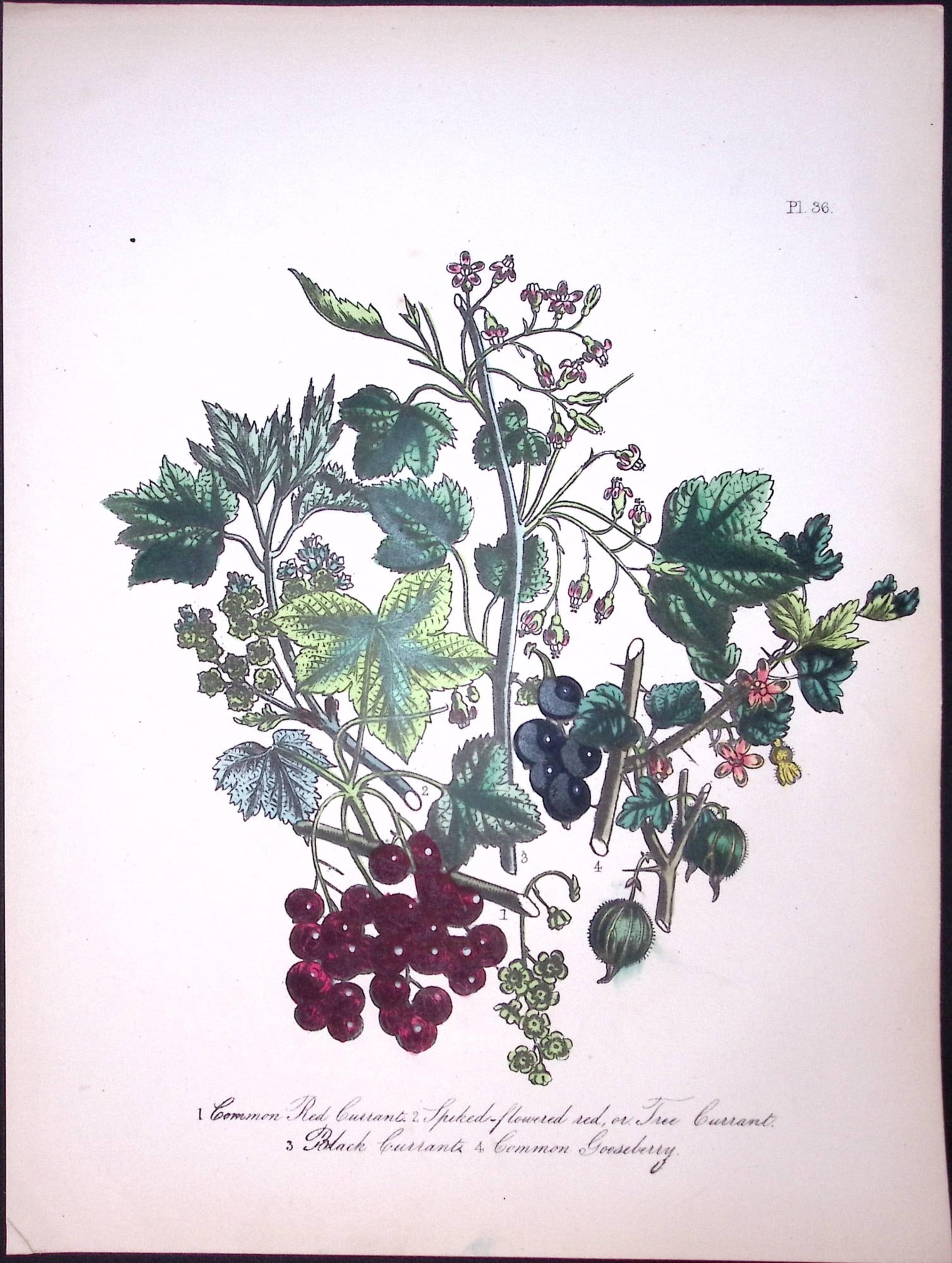 Rare 165-Yr-Old Antique Wildflower Gilt-Edged Illustration Jane Webb Loudon-36-A: Title: Rare 165-Yr-Old Antique Wildflower Gilt-Edged Illustration Jane Webb Loudon-36-A Description: Rare 165-Yr-Old Antique Wildflower Gilt-Edged Illustration Jane Webb Loudon. With Original