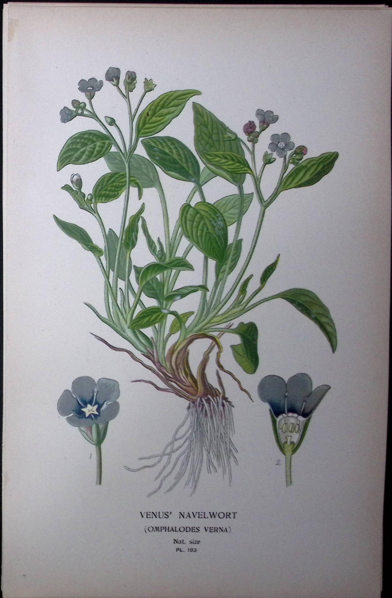Venus Navelwort Edward Step Rare Antique Botanical Book Plate-193: Title: Venus Navelwort Edward Step Rare Antique Botanical Book Plate-193 Description: This Rare Beautiful Chromolithograph Was Removed from a Circa 1897 Antique Edition of. The Favourite Flowers of
