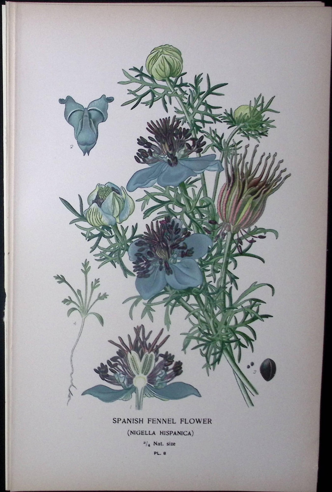 Spanish Fennel Edward Step Rare Antique Botanical Book Plate-8: Title: Spanish Fennel Edward Step Rare Antique Botanical Book Plate-8 Description: This Rare Beautiful Chromolithograph Was Removed from a Circa 1897 Antique Edition of. The Favourite Flowers of