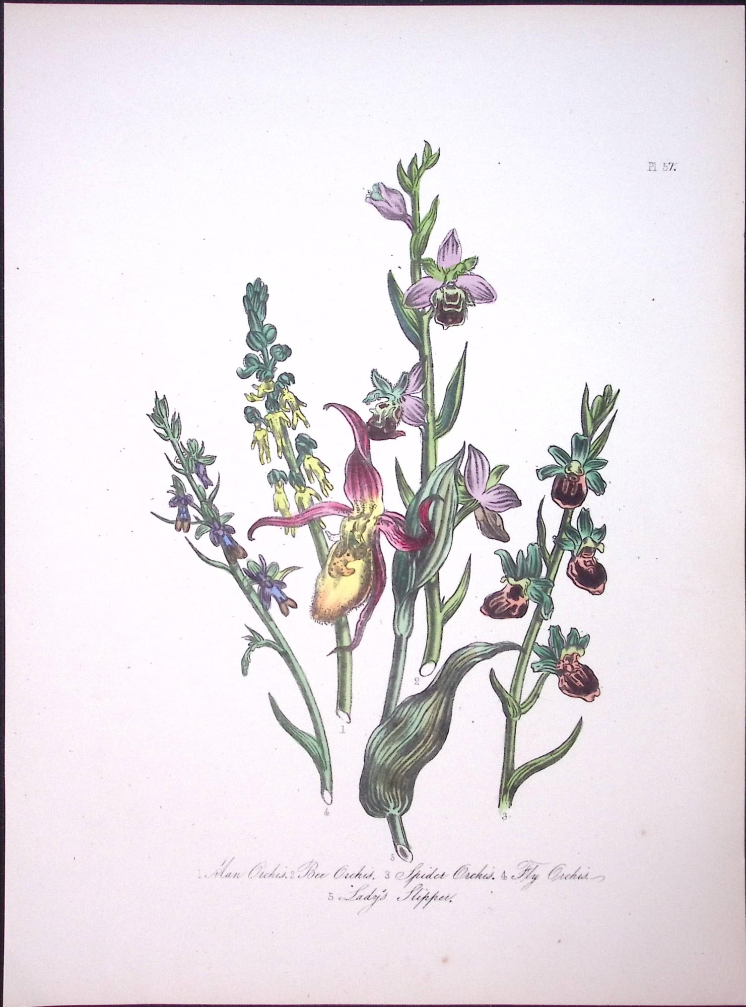 Rare 165-Yr-Old Antique Wildflower Gilt-Edged Illustration Jane Webb Loudon-57-A: Title: Rare 165-Yr-Old Antique Wildflower Gilt-Edged Illustration Jane Webb Loudon-57-A Description: Rare 165-Yr-Old Antique Wildflower Gilt-Edged Illustration Jane Webb Loudon-57. With