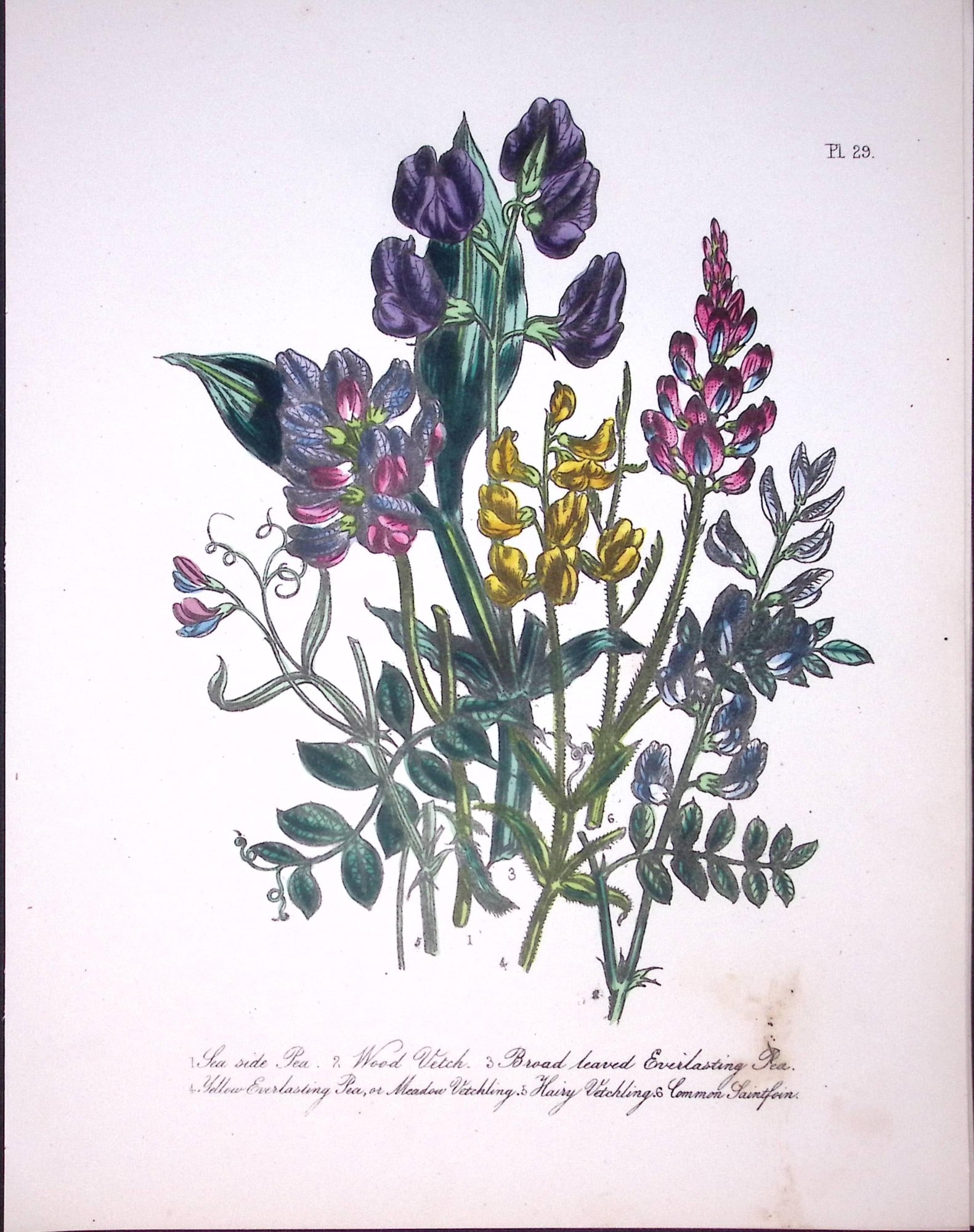 Rare 165-Yr-Old Antique Wildflower Gilt-Edged Illustration Jane Webb Loudon-29-A: Title: Rare 165-Yr-Old Antique Wildflower Gilt-Edged Illustration Jane Webb Loudon-29-A Description: Rare 165-Yr-Old Antique Wildflower Gilt-Edged Illustration Jane Webb Loudon. With Original