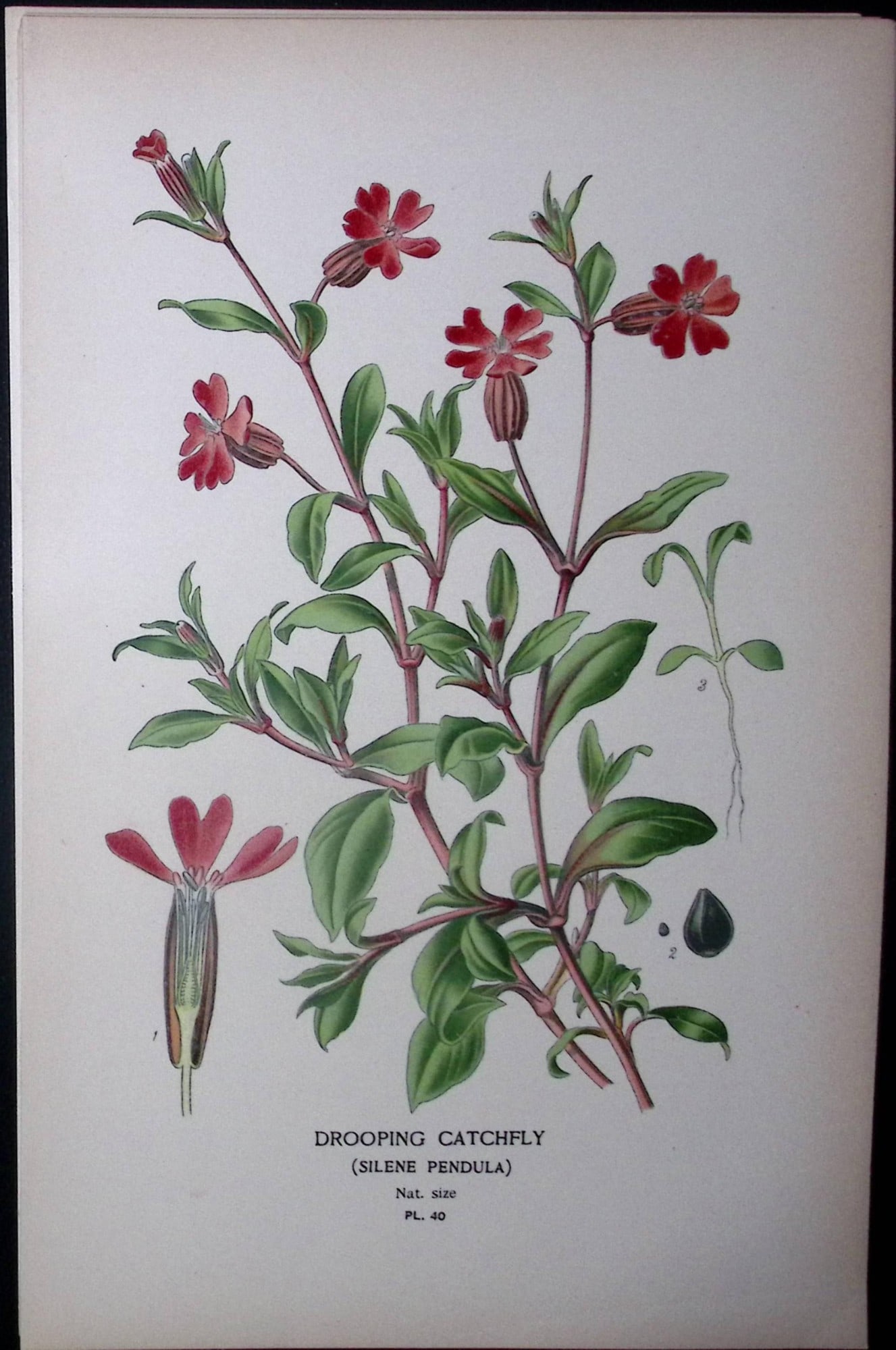 Drooping Catchfly Edward Step Rare Antique Botanical Book Plate-40: Title: Drooping Catchfly Edward Step Rare Antique Botanical Book Plate-40 Description: This Rare Beautiful Chromolithograph Was Removed from a Circa 1897 Antique Edition of. The Favourite Flowers of