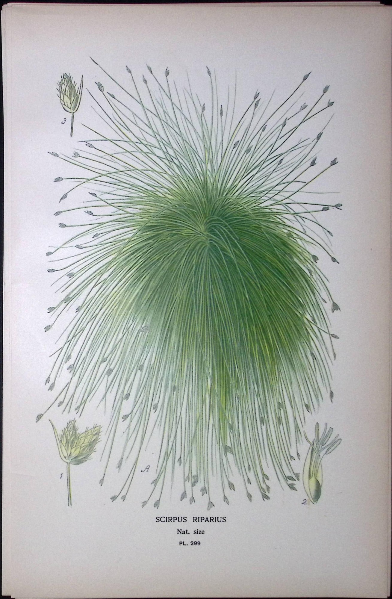 California Bulrush Edward Step Rare Antique Botanical Book Plate-299: Title: California Bulrush Edward Step Rare Antique Botanical Book Plate-299 Description: This Rare Beautiful Chromolithograph Was Removed from a Circa 1897 Antique Edition of. The Favourite Flowers