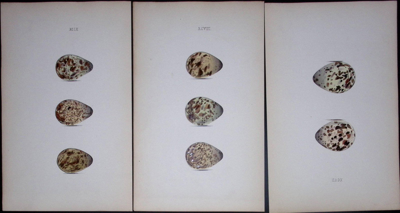 Snipe Bird Species -William Hewitson Joblot of Antique Hand-Coloured lithographs-9.: Title: Snipe Bird Species -William Hewitson Joblot of Antique Hand-Coloured lithographs-9. Description: Snipe Bird Species -William Hewitson Joblot of Antique Hand-Coloured lithographs-9. This