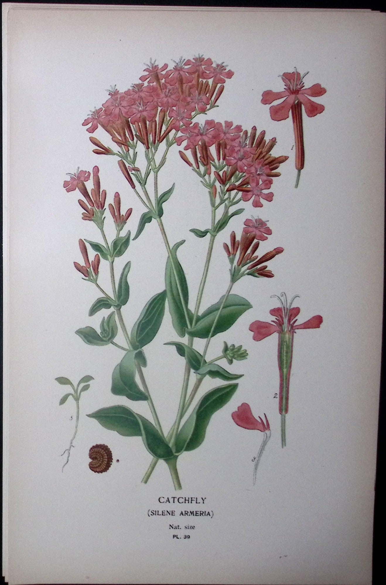 Catchfly Flower Edward Step Rare Antique Botanical Book Plate-39: Title: Catchfly Flower Edward Step Rare Antique Botanical Book Plate-39 Description: This Rare Beautiful Chromolithograph Was Removed from a Circa 1897 Antique Edition of. The Favourite Flowers of