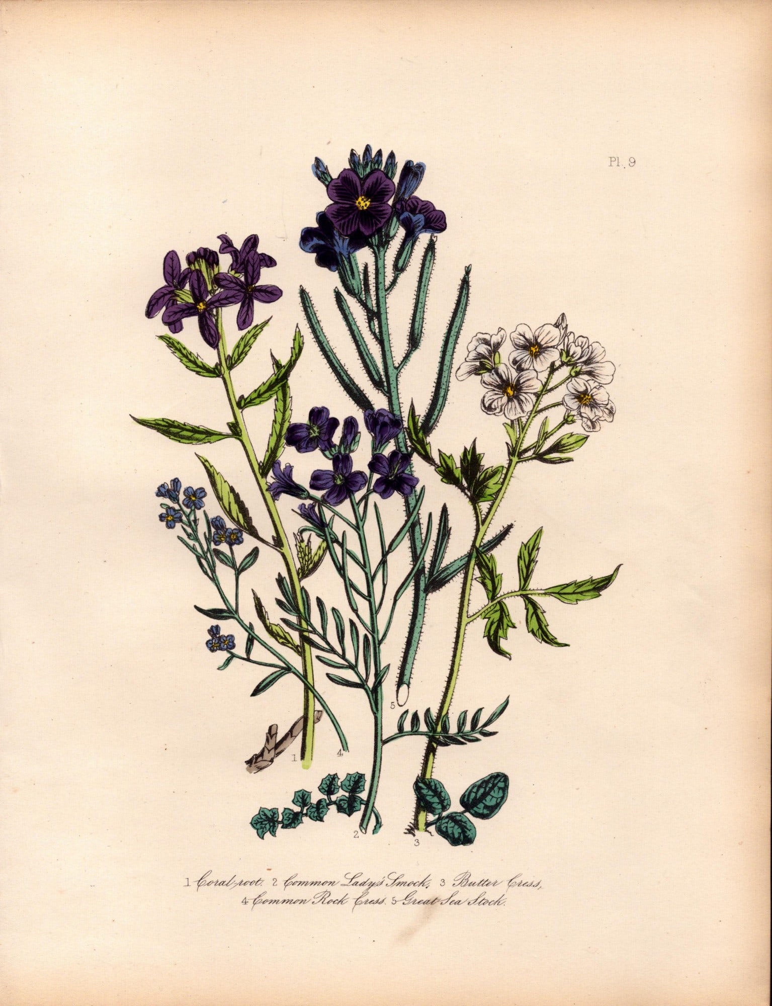Rare 165-Yr-Old Antique Wildflower Gilt-Edged Illustration Jane Webb Loudon -9.: Title: Rare 165-Yr-Old Antique Wildflower Gilt-Edged Illustration Jane Webb Loudon -9. Description: Rare 165-Yr-Old Antique Wildflower Gilt-Edged Illustration Jane Webb Loudon. With Original