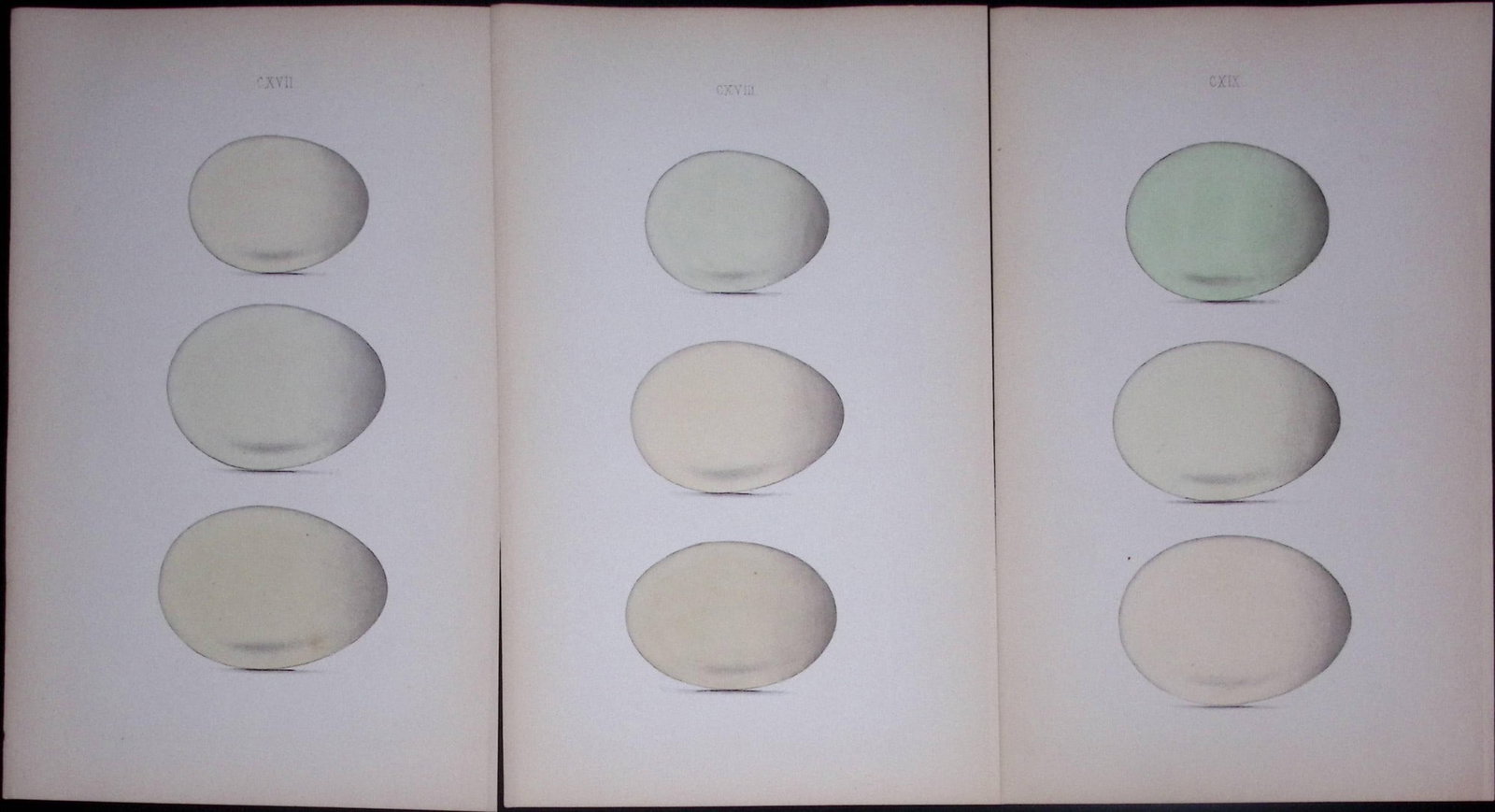 Duck Family Breeds -William Hewitson Joblot of Antique Hand-Coloured lithographs-2. (1 of 2)