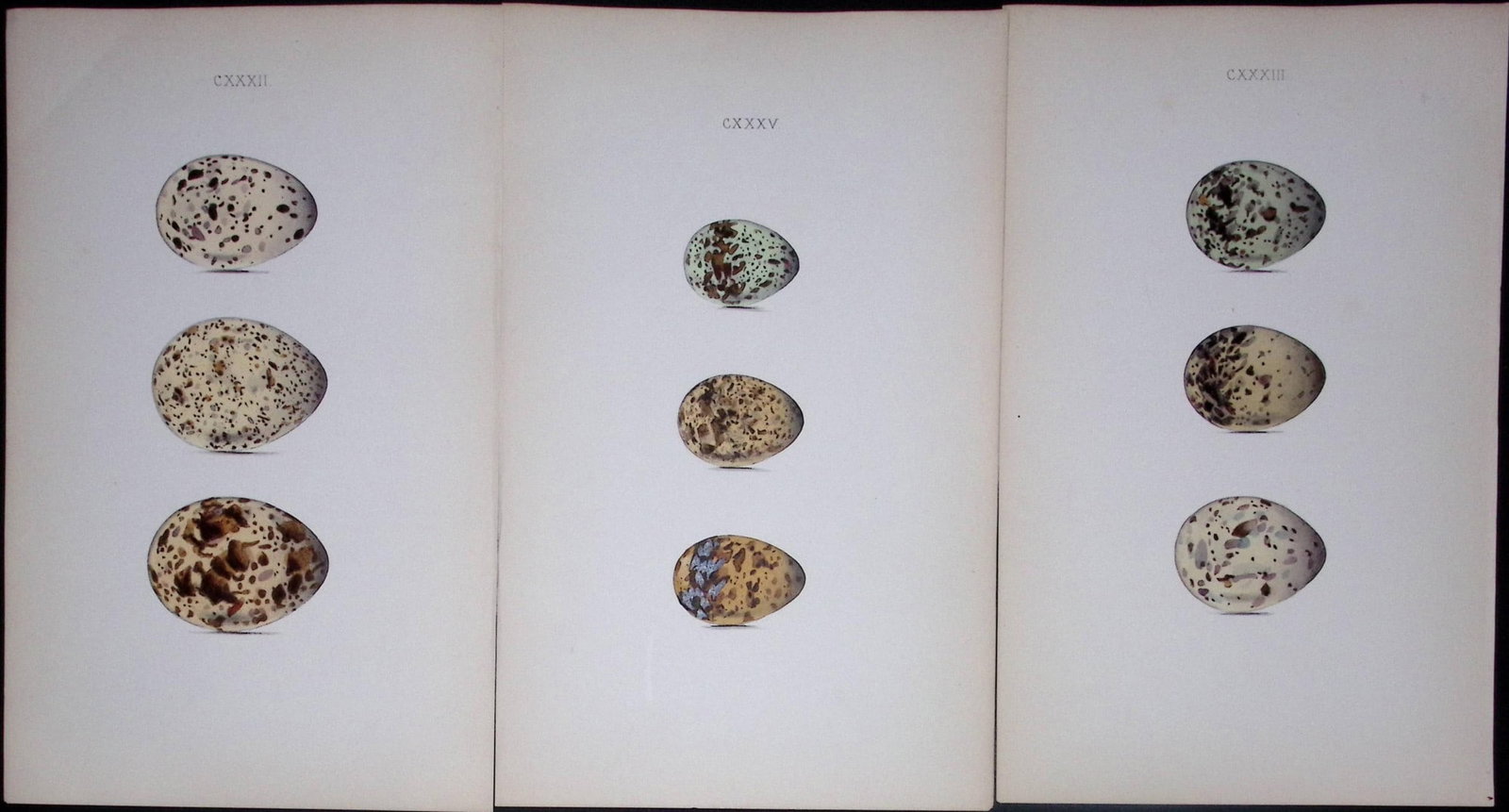 Tern Birds Species -William Hewitson Job lot of Antique Hand-Coloured lithographs-6. (1 of 2)