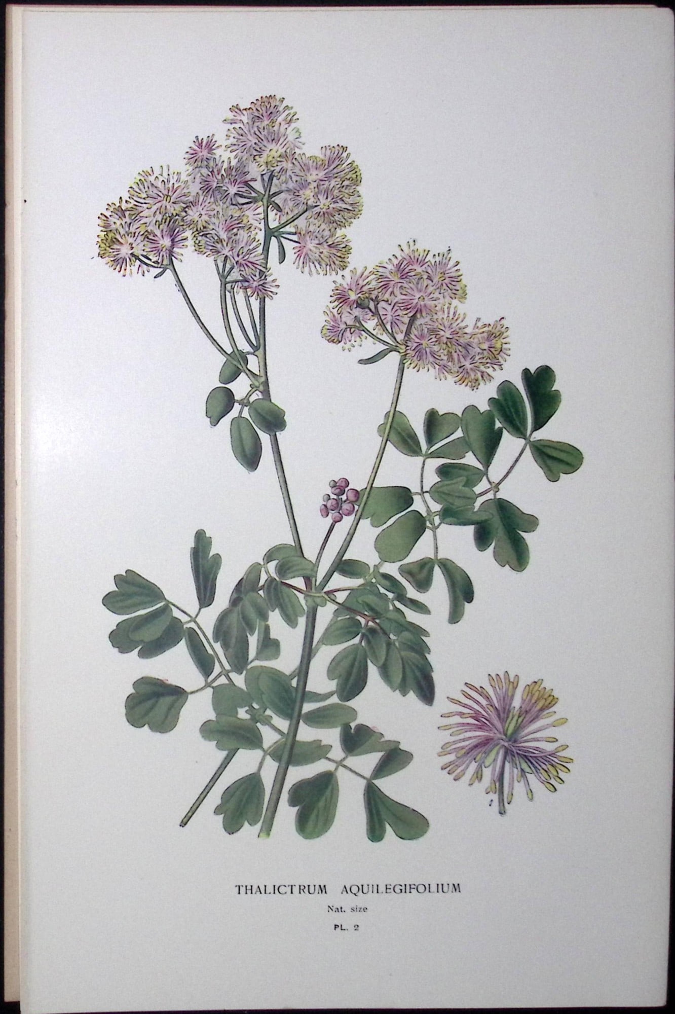 Greater Meadow Rue Edward Step Rare Antique Flower Book Plate-2: Title: Greater Meadow Rue Edward Step Rare Antique Flower Book Plate-2 Description: This Rare Beautiful Chromolithograph Was Removed from a Circa 1897 Antique Edition of. The Favourite Flowers of