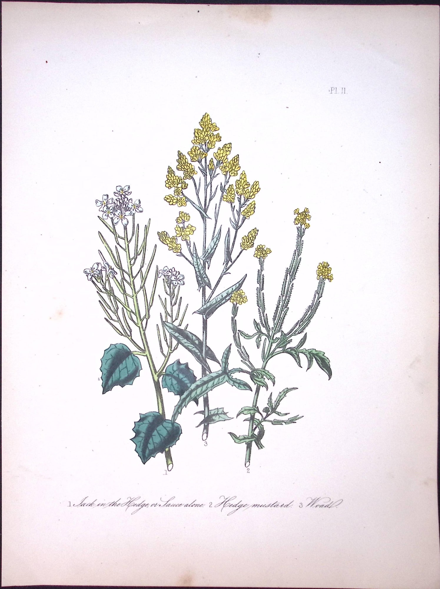 Rare 165-Yr-Old Antique Wildflower Gilt-Edged Illustration Jane Webb Loudon -11. (1 of 2)
