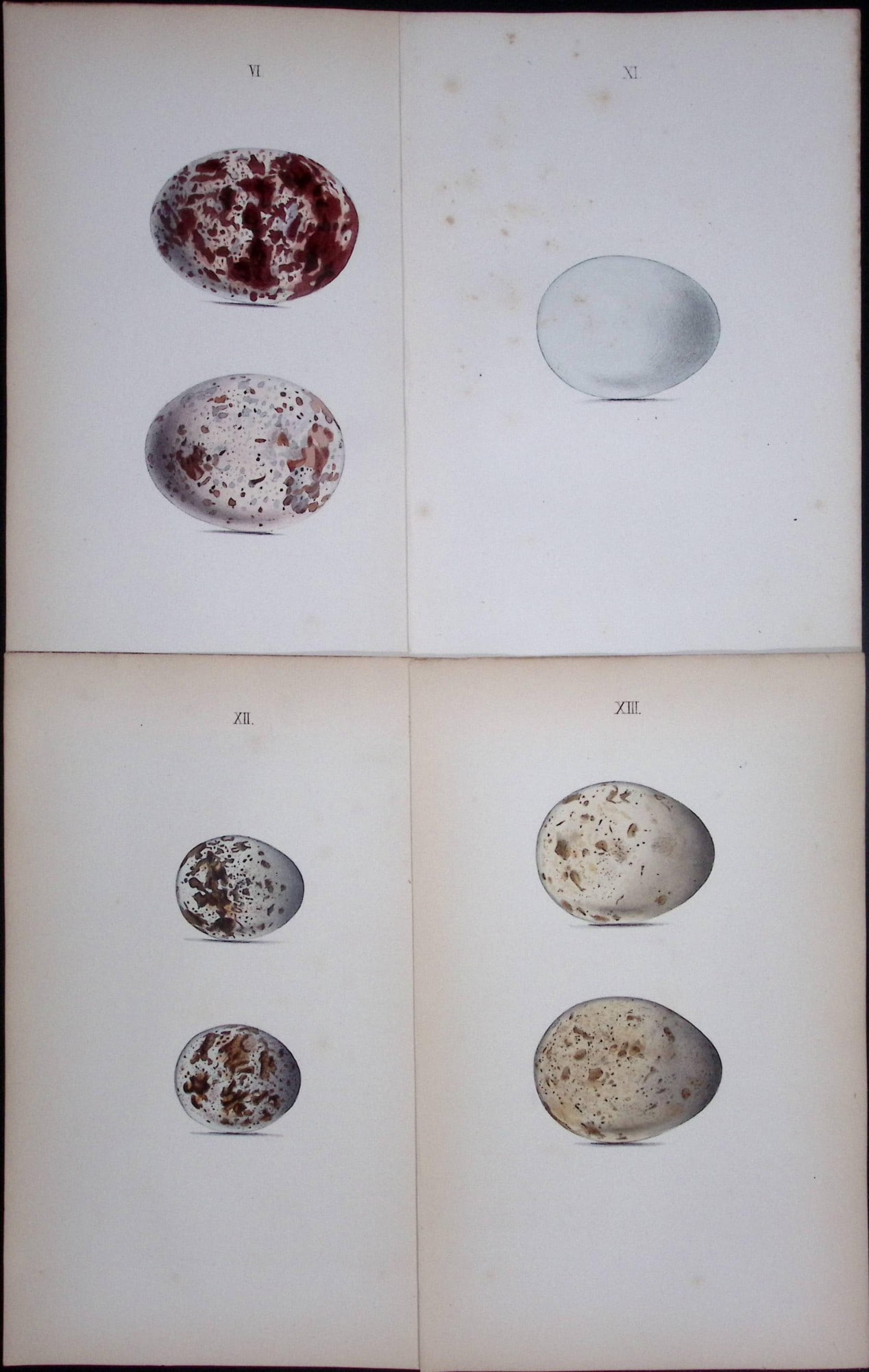 Hawk Birds Species -William Hewitson Joblot of Antique Hand-Coloured lithographs-5. (1 of 1)