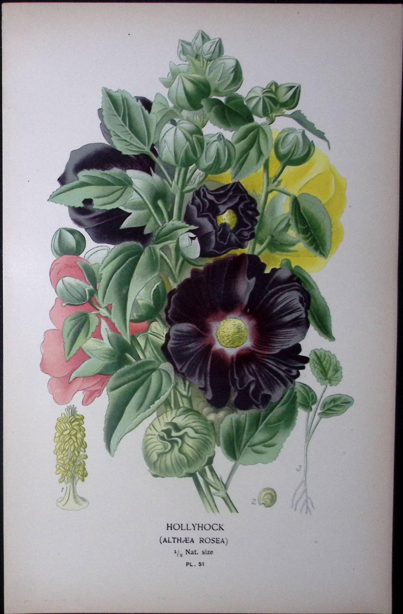 Hollyhock Edward Step Rare Antique Botanical Book Plate-51: Title: Hollyhock Edward Step Rare Antique Botanical Book Plate-51 Description: This Rare Beautiful Chromolithograph Was Removed from a Circa 1897 Antique Edition of. The Favourite Flowers of Ga