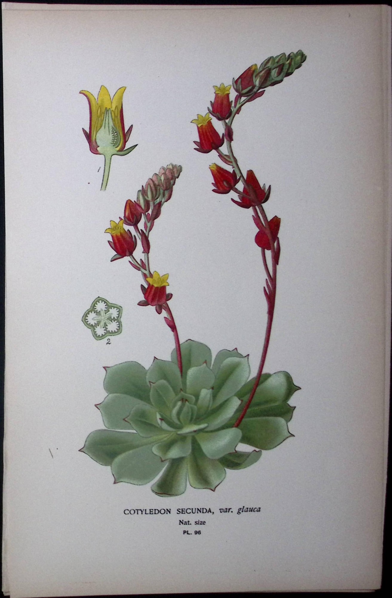 Cotyledon Secunda Flower Edward Step Rare Antique Botanical Book Plate-96: Title: Cotyledon Secunda Flower Edward Step Rare Antique Botanical Book Plate-96 Description: This Rare Beautiful Chromolithograph Was Removed from a Circa 1897 Antique Edition of. The Favourite