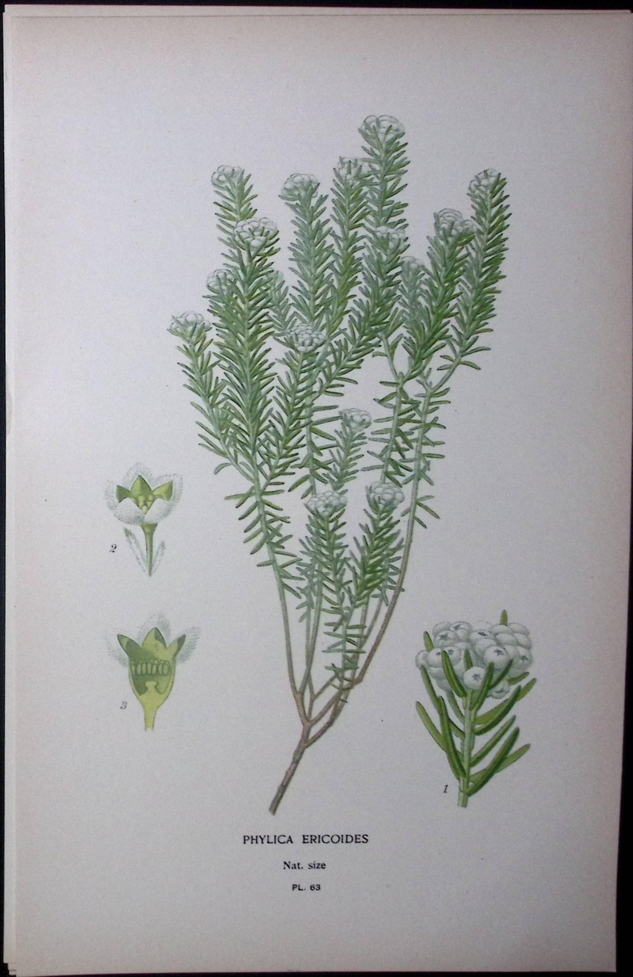 Phylica Epicoides Edward Step Rare Antique Botanical Book Plate-63: Title: Phylica Epicoides Edward Step Rare Antique Botanical Book Plate-63 Description: This Rare Beautiful Chromolithograph Was Removed from a Circa 1897 Antique Edition of. The Favourite Flowers of