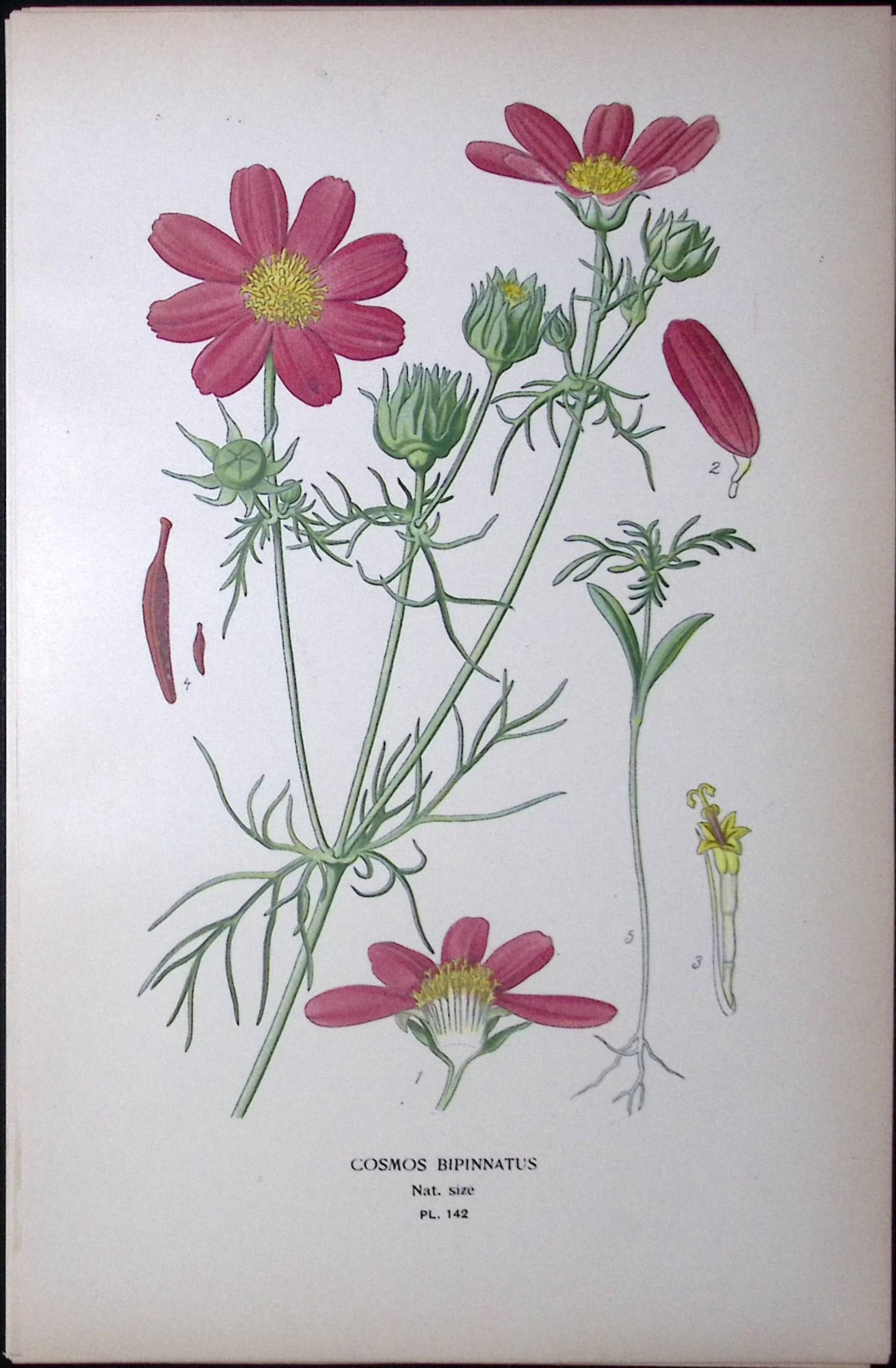 Garden Cosmos Edward Step Rare Antique Botanical Book Plate-142: Title: Garden Cosmos Edward Step Rare Antique Botanical Book Plate-142 Description: This Rare Beautiful Chromolithograph Was Removed from a Circa 1897 Antique Edition of. The Favourite Flowers of