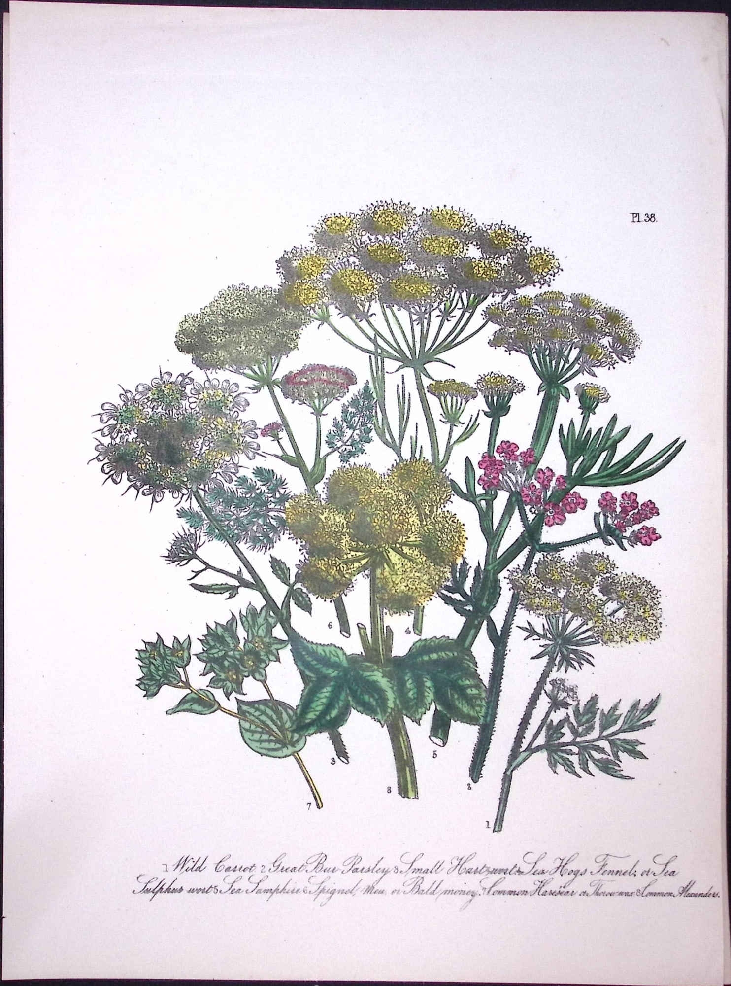 Rare 165-Yr-Old Antique Wildflower Gilt-Edged Illustration Jane Webb Loudon-38.: Title: Rare 165-Yr-Old Antique Wildflower Gilt-Edged Illustration Jane Webb Loudon-38. Description: Rare 165-Yr-Old Antique Wildflower Gilt-Edged Illustration Jane Webb Loudon-57. With Original