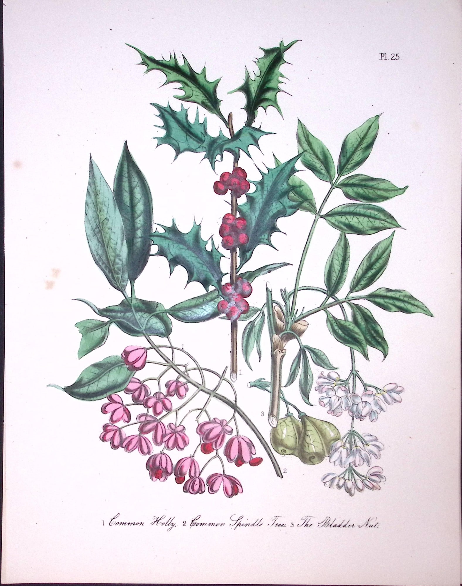 Rare 165-Yr-Old Antique Wildflower Gilt-Edged Illustration Jane Webb Loudon-25-A: Title: Rare 165-Yr-Old Antique Wildflower Gilt-Edged Illustration Jane Webb Loudon-25-A Description: Rare 165-Yr-Old Antique Wildflower Gilt-Edged Illustration Jane Webb Loudon. With Original H