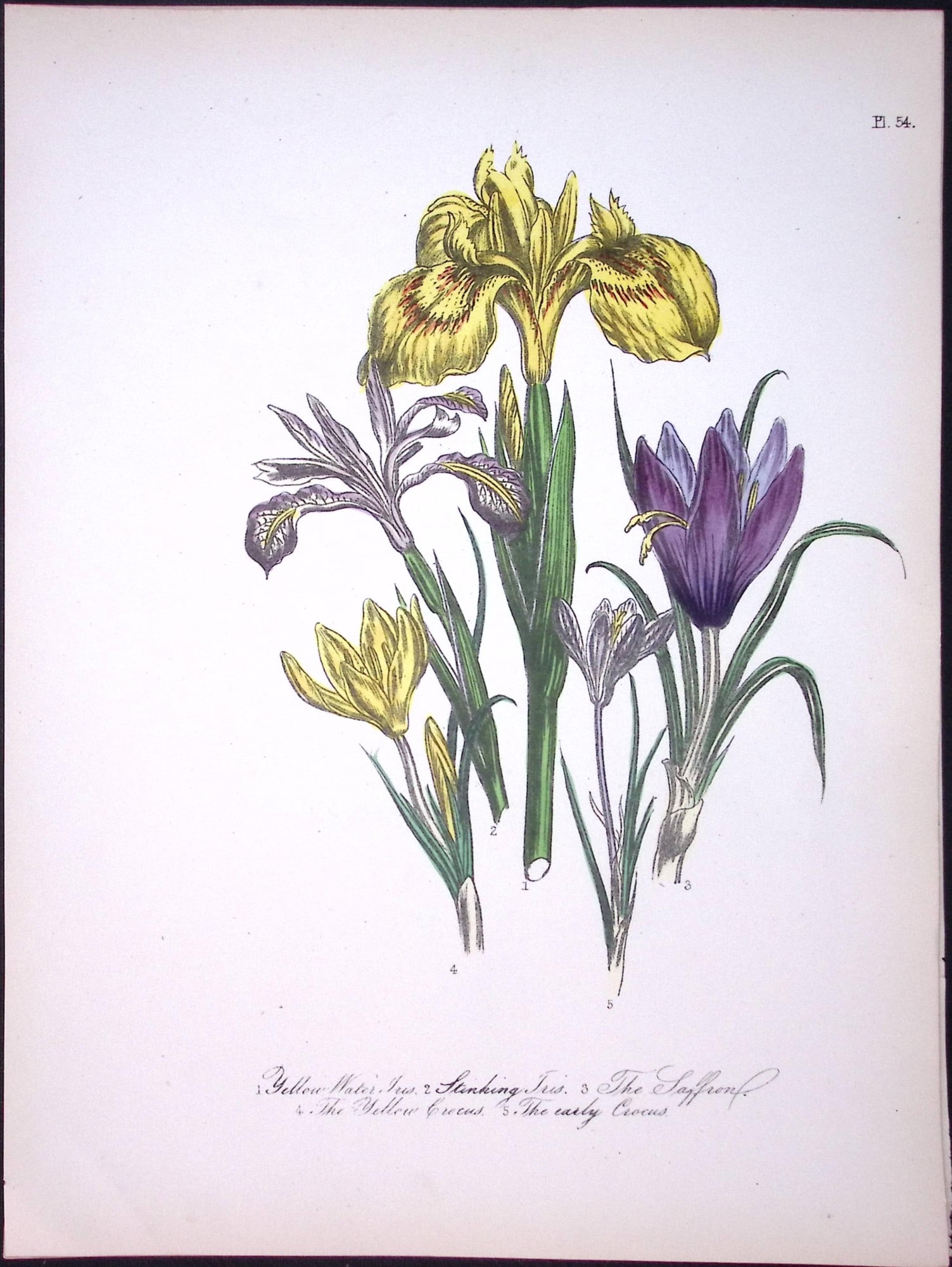 Rare 165-Yr-Old Antique Wildflower Gilt-Edged Illustration Jane Webb Loudon-54.: Title: Rare 165-Yr-Old Antique Wildflower Gilt-Edged Illustration Jane Webb Loudon-54. Description: Rare 165-Yr-Old Antique Wildflower Gilt-Edged Illustration Jane Webb Loudon-57. With Or
