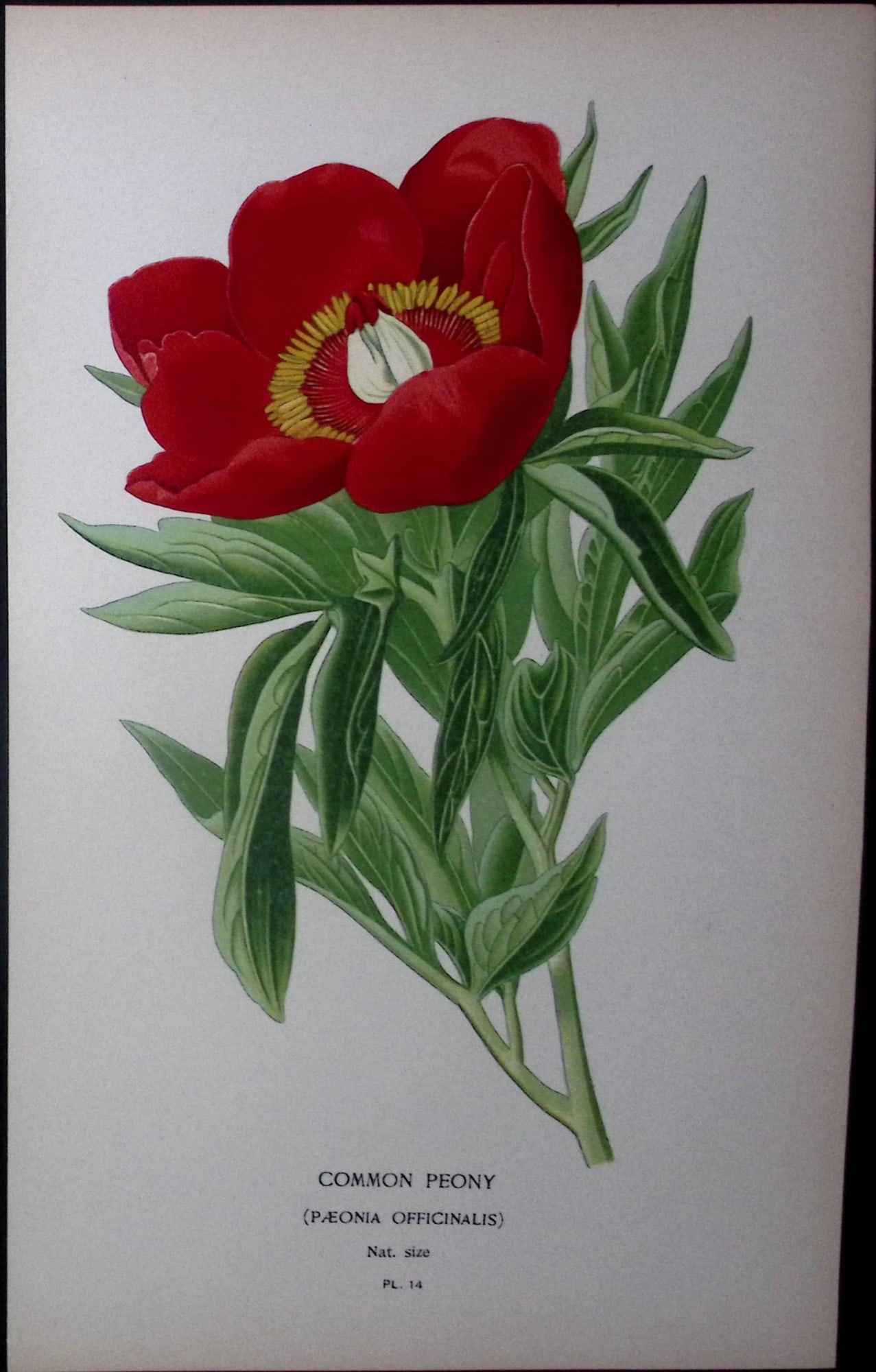 Common Peony Edward Step Rare Antique Botanical Book Plate-14: Title: Common Peony Edward Step Rare Antique Botanical Book Plate-14 Description: This Rare Beautiful Chromolithograph Was Removed from a Circa 1897 Antique Edition of. The Favourite Flowers of