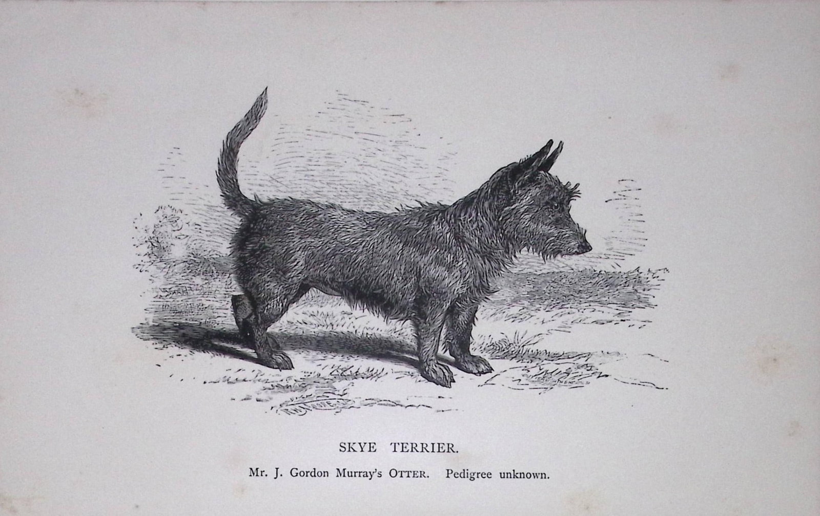 Skye Terrier British Dogs by Hugh Dalziel 1889 Antique Book Plate-61: Title: Skye Terrier British Dogs by Hugh Dalziel 1889 Antique Book Plate-61 Description: This Antique Book Plate Was Removed from an Edition of Modern Dogs by Rawdon Lee 1893. Each Print Measures