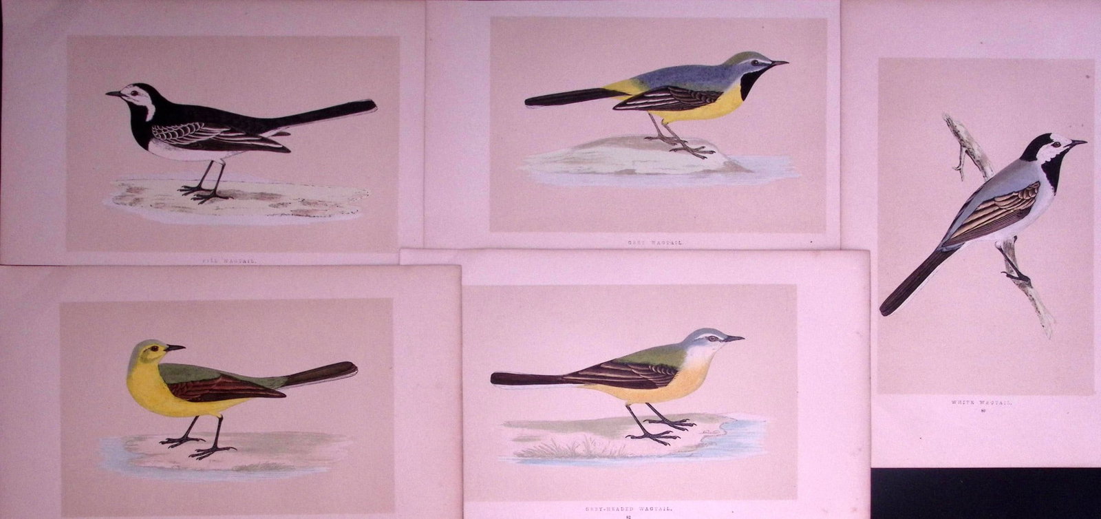 Job-Lot The Wagtail Family Rev Morris Antique Coloured Birds Engravings-22.: Title: Job-Lot The Wagtail Family Rev Morris Antique Coloured Birds Engravings-22. Description: These 3 Chromolithographic Engraved Plates Has Been Removed from an Antique Edition of. Rev F O