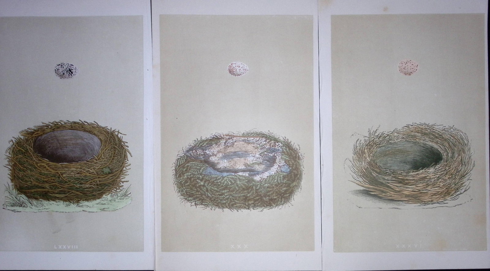 Job-Lot Bird Nests Great, Bearded Tit, & Yellow Hammer Rev Morris Antique Engravings-5: Title: Job-Lot Bird Nests Great, Bearded Tit, & Yellow Hammer Rev Morris Antique Engravings-5 Description: These 3 Chromolithographic Engraved Plates Has Been Removed from an Antique Edition of.