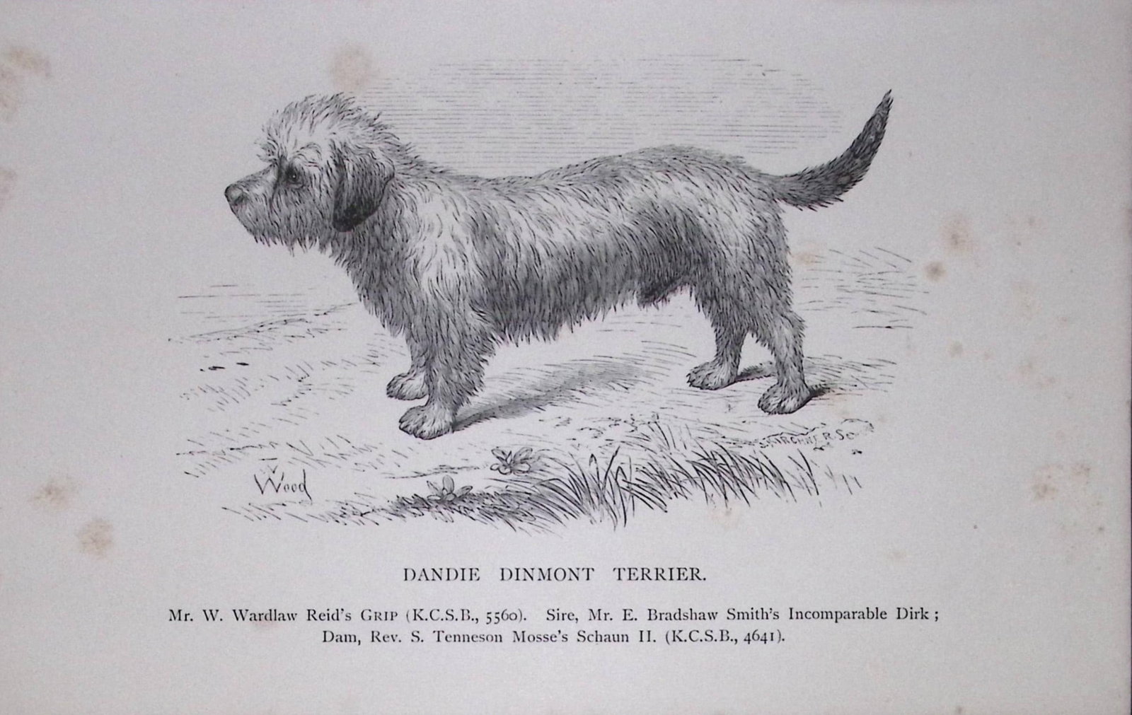 Dandie Dinmont Terrier British Dogs by Hugh Dalziel 1889 Antique Book Plate-56: Title: Dandie Dinmont Terrier British Dogs by Hugh Dalziel 1889 Antique Book Plate-56 Description: This Antique Book Plate Was Removed from an Edition of Modern Dogs by Rawdon Lee 1893. Each