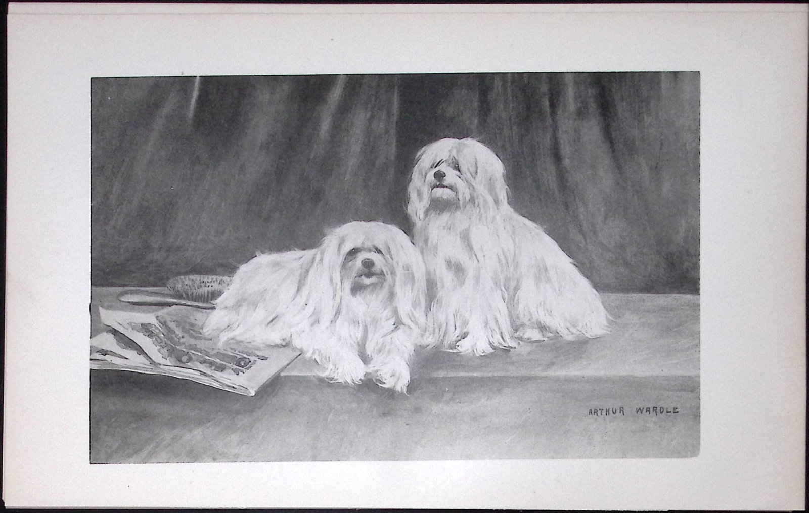 Maltese Antique Book Plate Rawdon Lee Modern Dogs 1894-18: Title: Maltese Antique Book Plate Rawdon Lee Modern Dogs 1894-18 Description: This Antique Book Plate Was Removed from an Edition of Modern Dogs by Rawdon Lee 1893. Each Print Measures Approx Each