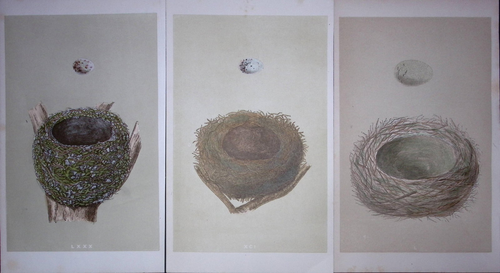 Job-Lot Bird Nests Chaffinch, Bullfinch & Jay Rev Morris Antique Engravings-4: Title: Job-Lot Bird Nests Chaffinch, Bullfinch & Jay Rev Morris Antique Engravings-4 Description: These 3 Chromolithographic Engraved Plates Has Been Removed from an Antique Edition of. Rev