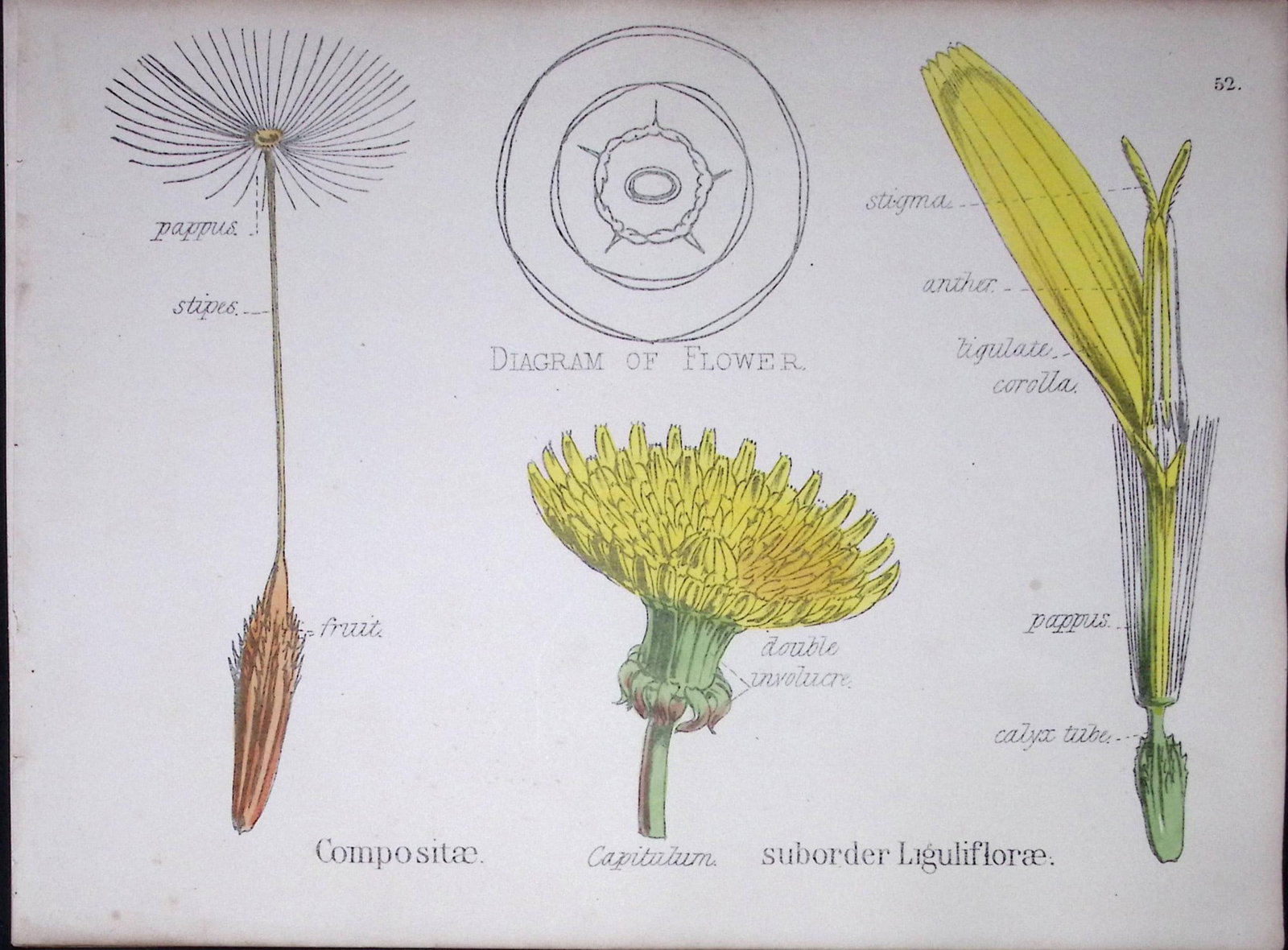 Sunflower Botanical Flower Diagram Rare Antique First Edition Illustration-52: Title: Sunflower Botanical Flower Diagram Rare Antique First Edition Illustration-52 Description: 150 Years-Old First Edition Hand-Coloured First Edition illustration by W. H. Fitch with Supp