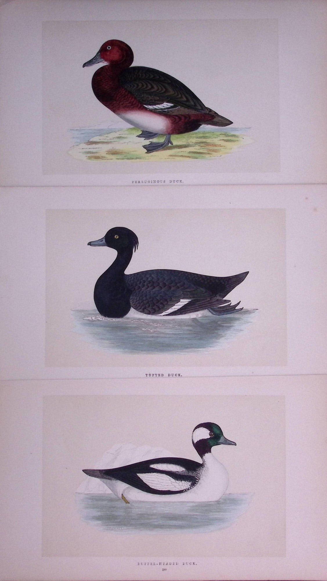 Job-Lot The Duck Family Rev Morris Antique Coloured Birds Engravings-11.: Title: Job-Lot The Duck Family Rev Morris Antique Coloured Birds Engravings-11. Description: These 3 Chromolithographic Engraved Plates Has Been Removed from an Antique Edition of. Rev F