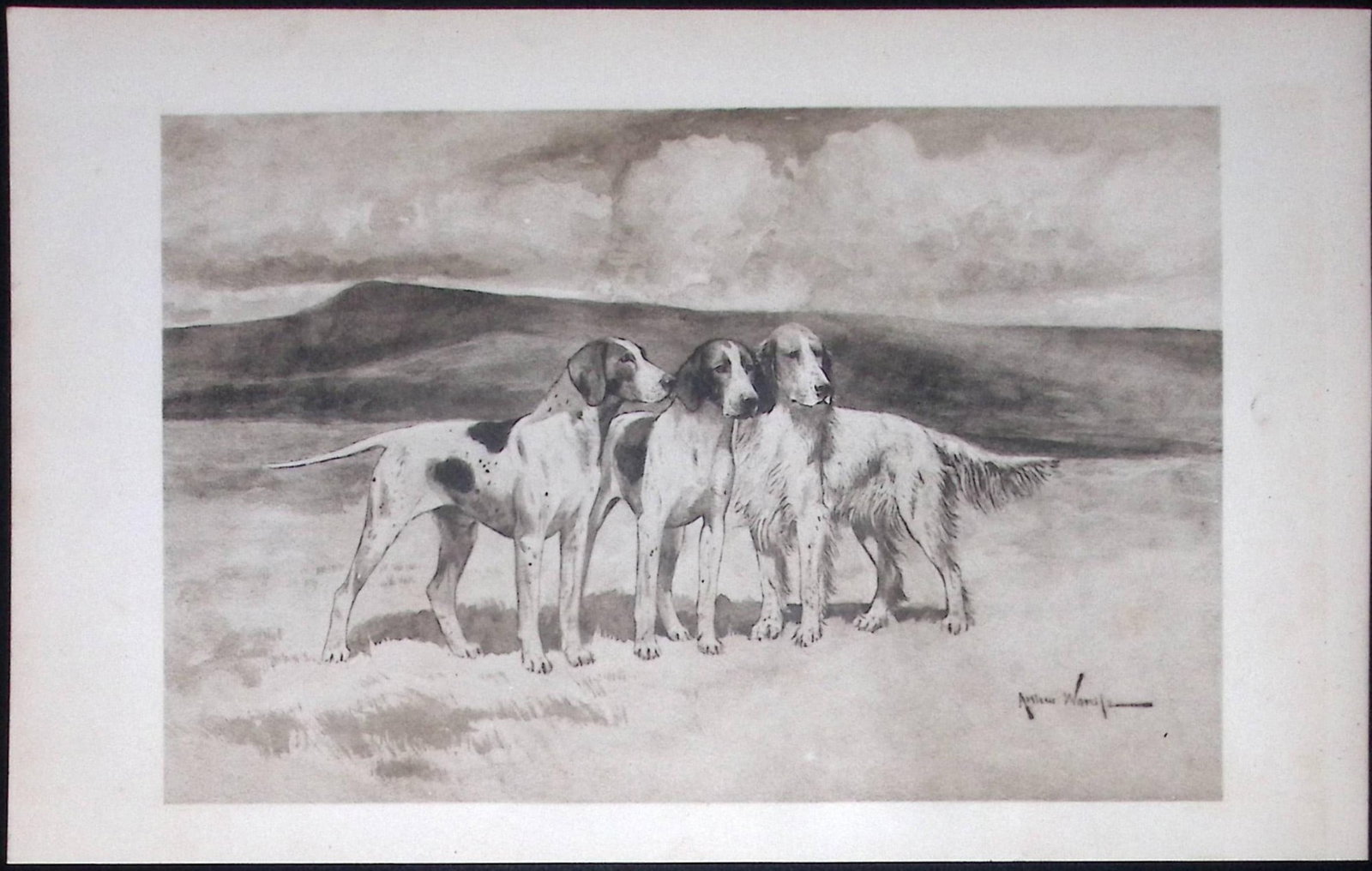 Pointers & Setters Antique 1893 Book Plate Rawdon Lee Modern Dogs-55: Title: Pointers & Setters Antique 1893 Book Plate Rawdon Lee Modern Dogs-55 Description: This Antique Book Plate Was Removed from an Edition of Modern Dogs by Rawdon Lee 1893. Each Print Me