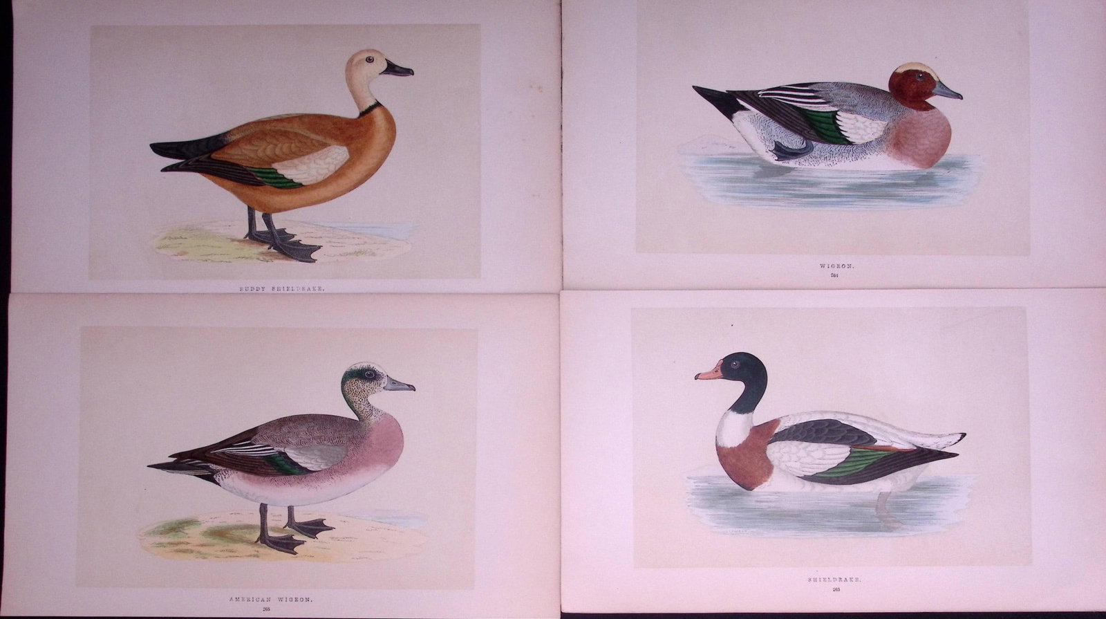 Job-Lot The Duck Family Widgeon & Shieldrake Rev Morris Antique Birds Engravings-15.: Title: Job-Lot The Duck Family Widgeon & Shieldrake Rev Morris Antique Birds Engravings-15. Description: These 3 Chromolithographic Engraved Plates Has Been Removed from an Antique Editio