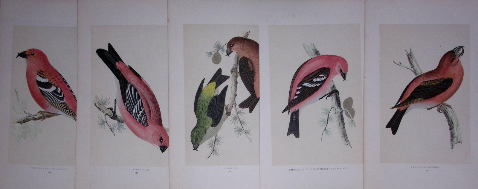 Job-Lot The Crossbill Family Rev Morris Antique Coloured Birds Engravings-24.: Title: Job-Lot The Crossbill Family Rev Morris Antique Coloured Birds Engravings-24. Description: These 3 Chromolithographic Engraved Plates Has Been Removed from an Antique Edition of. Rev F O