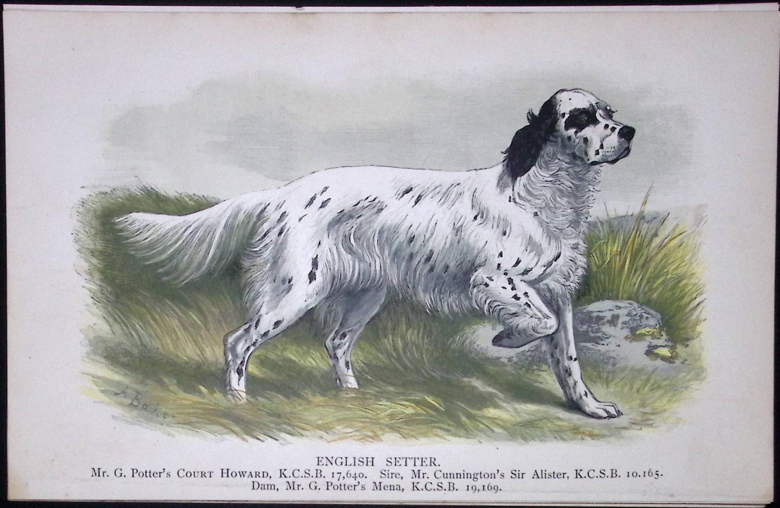 English Setter British Dogs by Hugh Dalziel 1889 Antique Coloured Book Plate-4: Title: English Setter British Dogs by Hugh Dalziel 1889 Antique Coloured Book Plate-4 Description: This Antique Book Plate Was Removed from a Edition of British Dogs by Hugh Dalziel 1889.