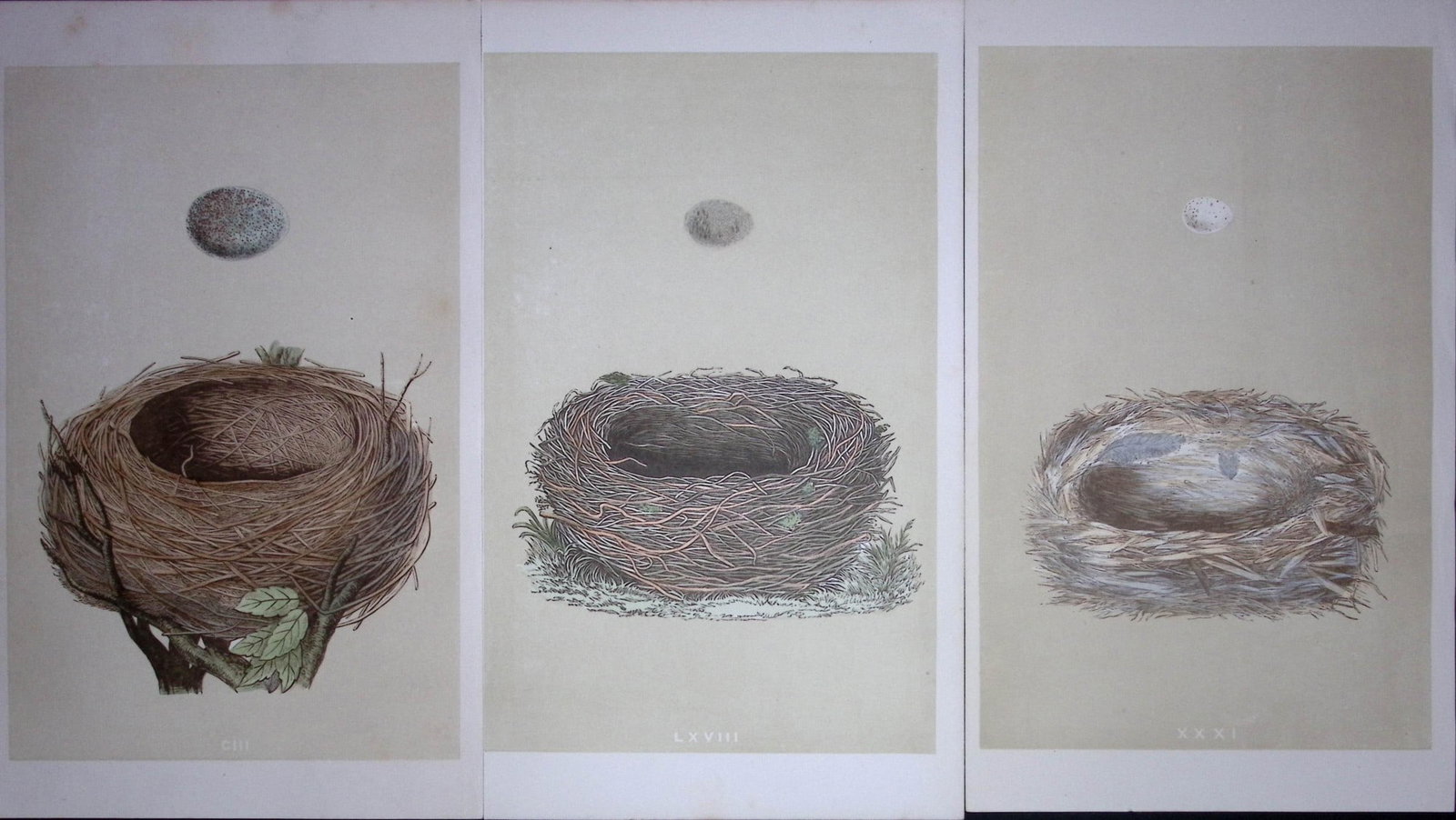Job-Lot Bird Nests Blackbird, Cole Tit, Meadow Pipit, Rev Morris Antique Engravings-13: Title: Job-Lot Bird Nests Blackbird, Cole Tit, Meadow Pipit, Rev Morris Antique Engravings-13 Description: These 3 Chromolithographic Engraved Plates Has Been Removed from an Antique Edition of.