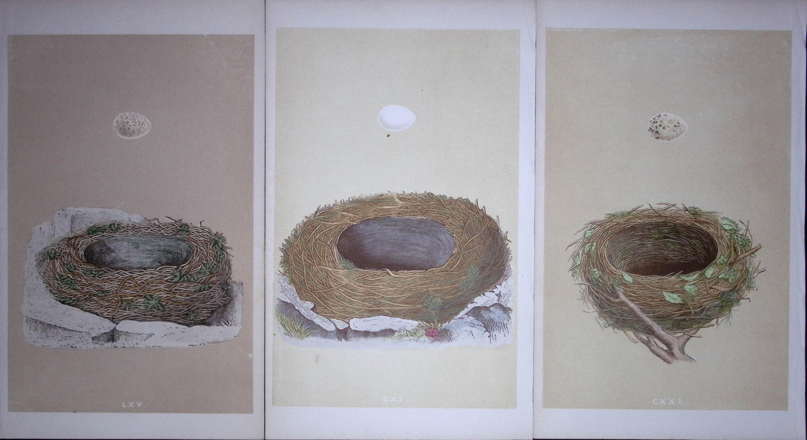 Job-Lot Bird Nests Blackcap, Wagtail, Blackstart Rev Morris Antique Engravings-13a: Title: Job-Lot Bird Nests Blackcap, Wagtail, Blackstart Rev Morris Antique Engravings-13a Description: These 3 Chromolithographic Engraved Plates Has Been Removed from an Antique Edition of. Rev F O