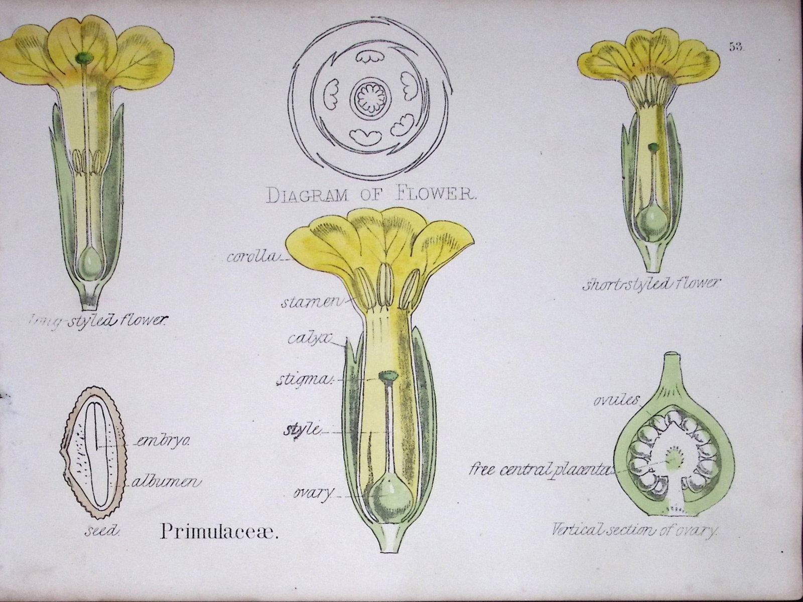 Primroses Botanical Flower Diagram Rare Antique First Edition Illustration-53: Title: Primroses Botanical Flower Diagram Rare Antique First Edition Illustration-53 Description: 150 Years-Old First Edition Hand-Coloured First Edition illustration by W. H. Fitch with Supp