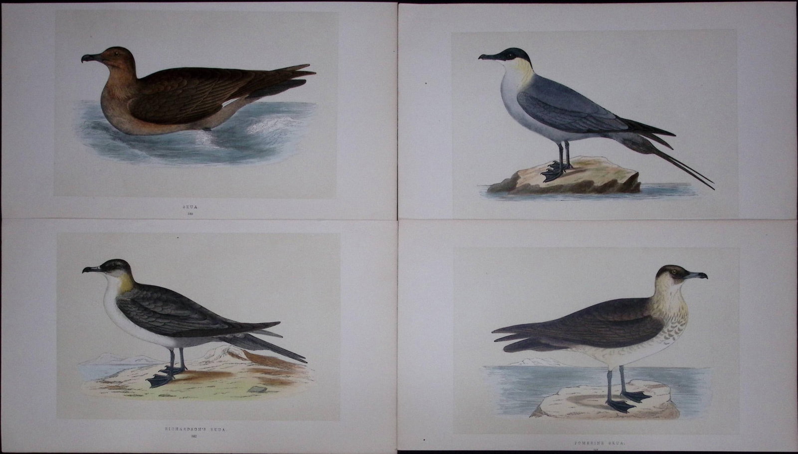 Job-Lot The Skua Family Rev Morris Antique Coloured Birds Engravings-32.: Title: Job-Lot The Skua Family Rev Morris Antique Coloured Birds Engravings-32. Description: These 3 Chromolithographic Engraved Plates Has Been Removed from an Antique Edition of. Rev F O