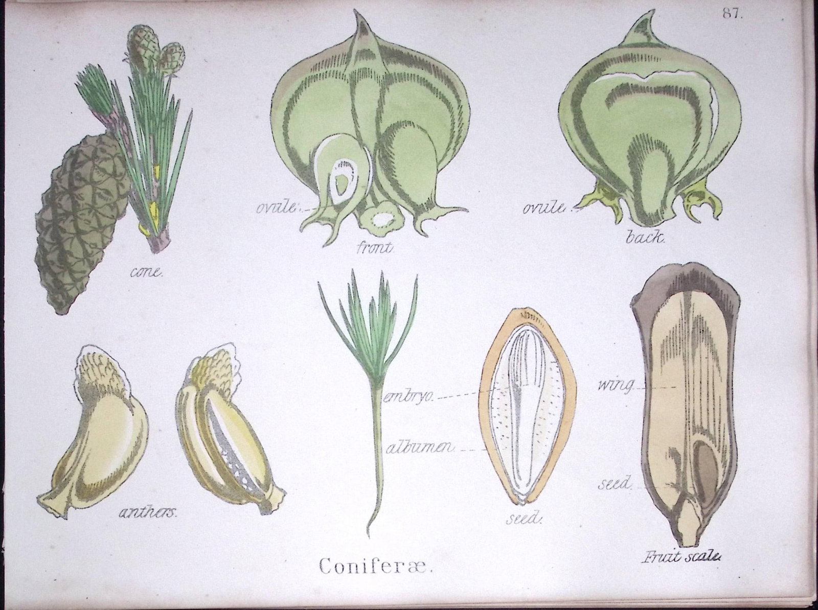 Conifers Botanical Flower Diagram Rare Antique First Edition Illustration-87: Title: Conifers Botanical Flower Diagram Rare Antique First Edition Illustration-87 Description: 150 Years-Old First Edition Hand-Coloured First Edition illustration by W. H. Fitch with Suppo