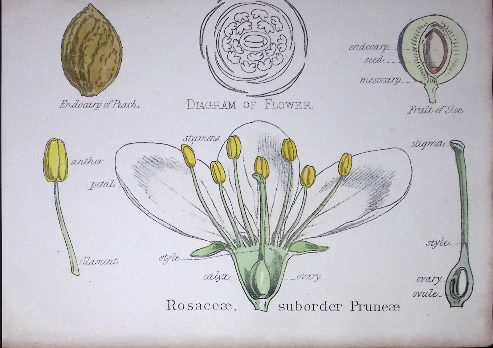 The Rose Family Botanical Flower Diagram Rare Antique First Edition Illustration-27: Title: The Rose Family Botanical Flower Diagram Rare Antique First Edition Illustration-27 Description: 150 Years-Old First Edition Hand-Coloured First Edition illustration by W. H. Fitch with