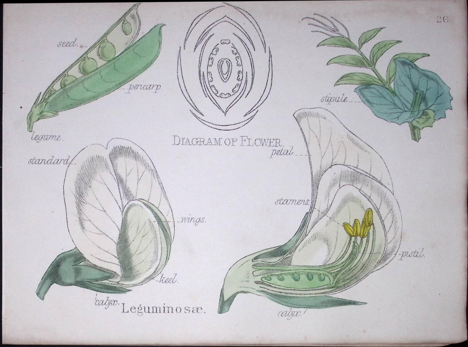 Legumes Botanical Flower Diagram Rare Antique First Edition Illustration-26: Title: Legumes Botanical Flower Diagram Rare Antique First Edition Illustration-26 Description: 150 Years-Old First Edition Hand-Coloured First Edition illustration by W. H. Fitch with Suppor