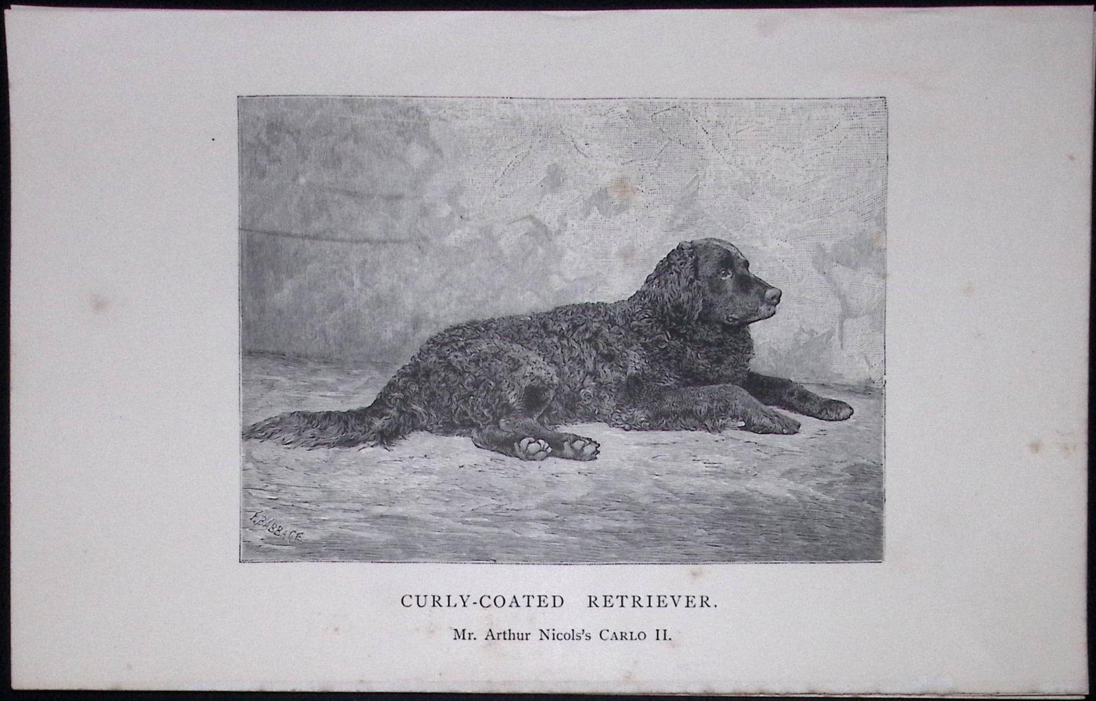Curly Coated Retriever British Dogs by Hugh Dalziel 1889 Antique Book Plate-37: Title: Curly Coated Retriever British Dogs by Hugh Dalziel 1889 Antique Book Plate-37 Description: This Antique Book Plate Was Removed from a Edition of British Dogs by Hugh Dalziel 1889. Each Print