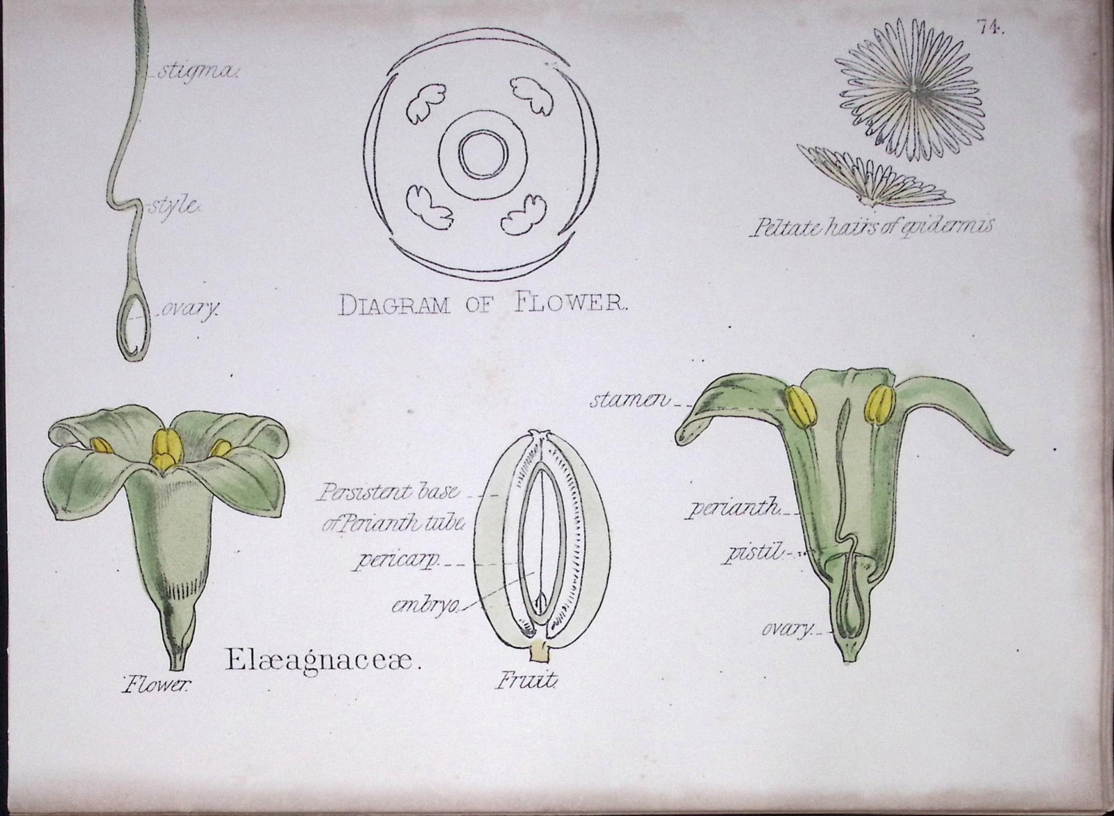 Elaeagnaceae Botanical Flower Diagram Rare Antique First Edition Illustration-74: Title: Elaeagnaceae Botanical Flower Diagram Rare Antique First Edition Illustration-74 Description: 150 Years-Old First Edition Hand-Coloured First Edition illustration by W. H. Fitch with S